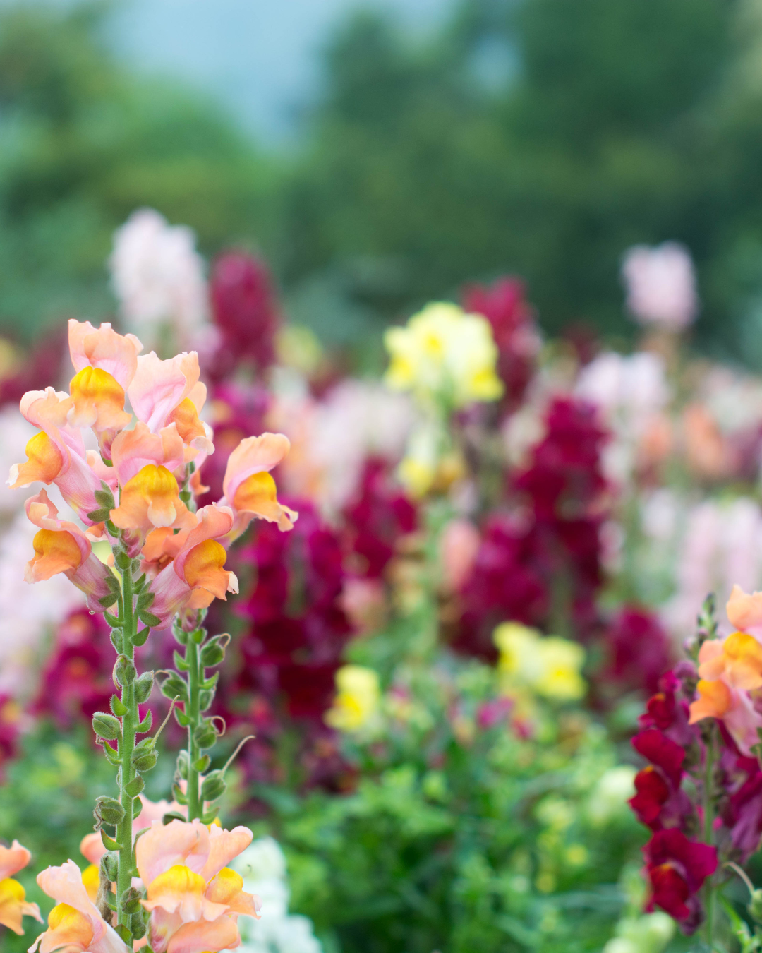 christmas birch pot 5in (8).png