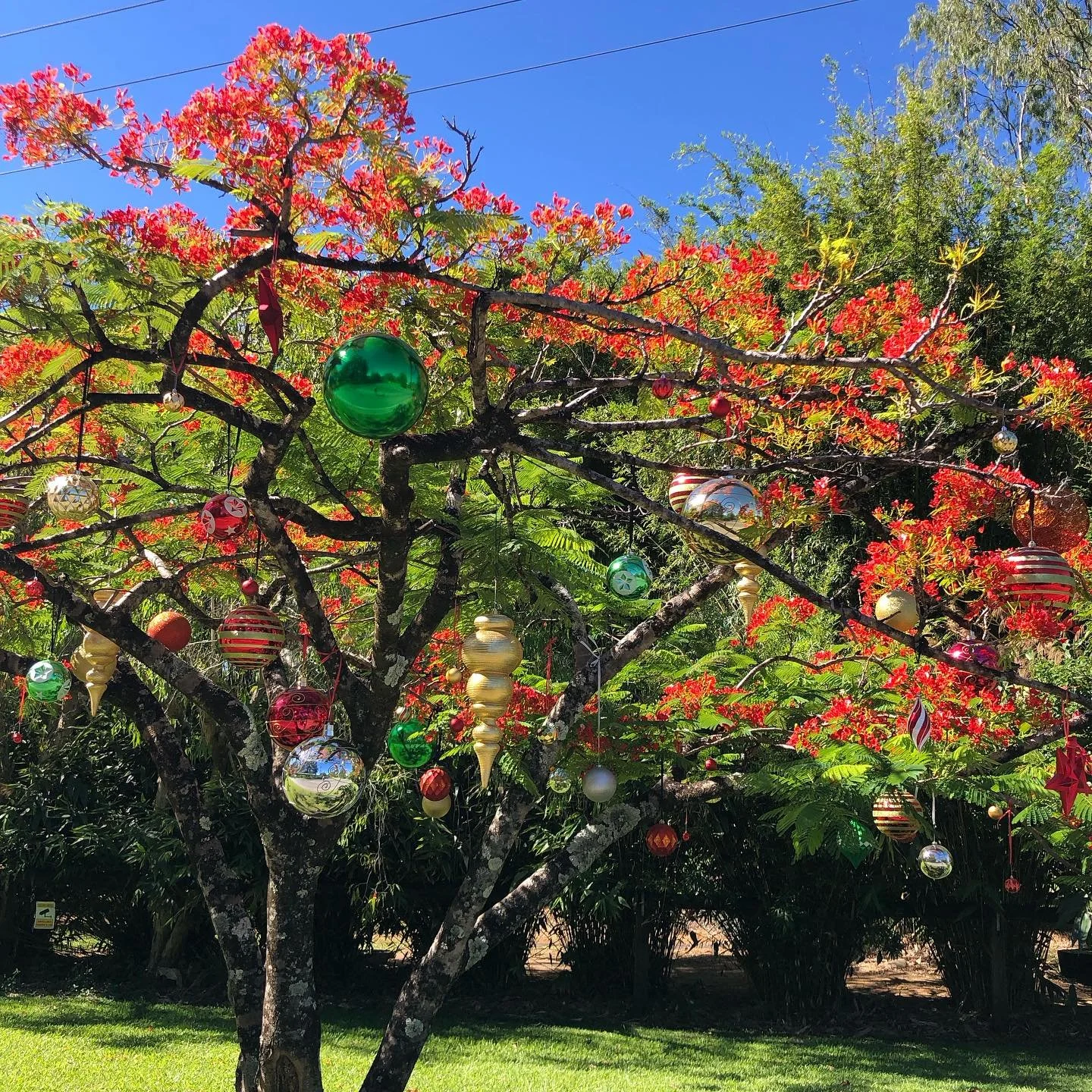 Happy Christmas from me to you 🎄Have a fabulous break with family &amp; friends. Nourish your cells &amp; your selves with wholesome food, sunshine, laughter, movement &amp; connection 🥰 Thank you to all of those that have supported Seeds of Health