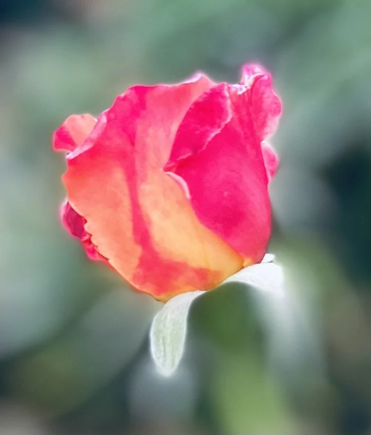 A Delicate Bloom