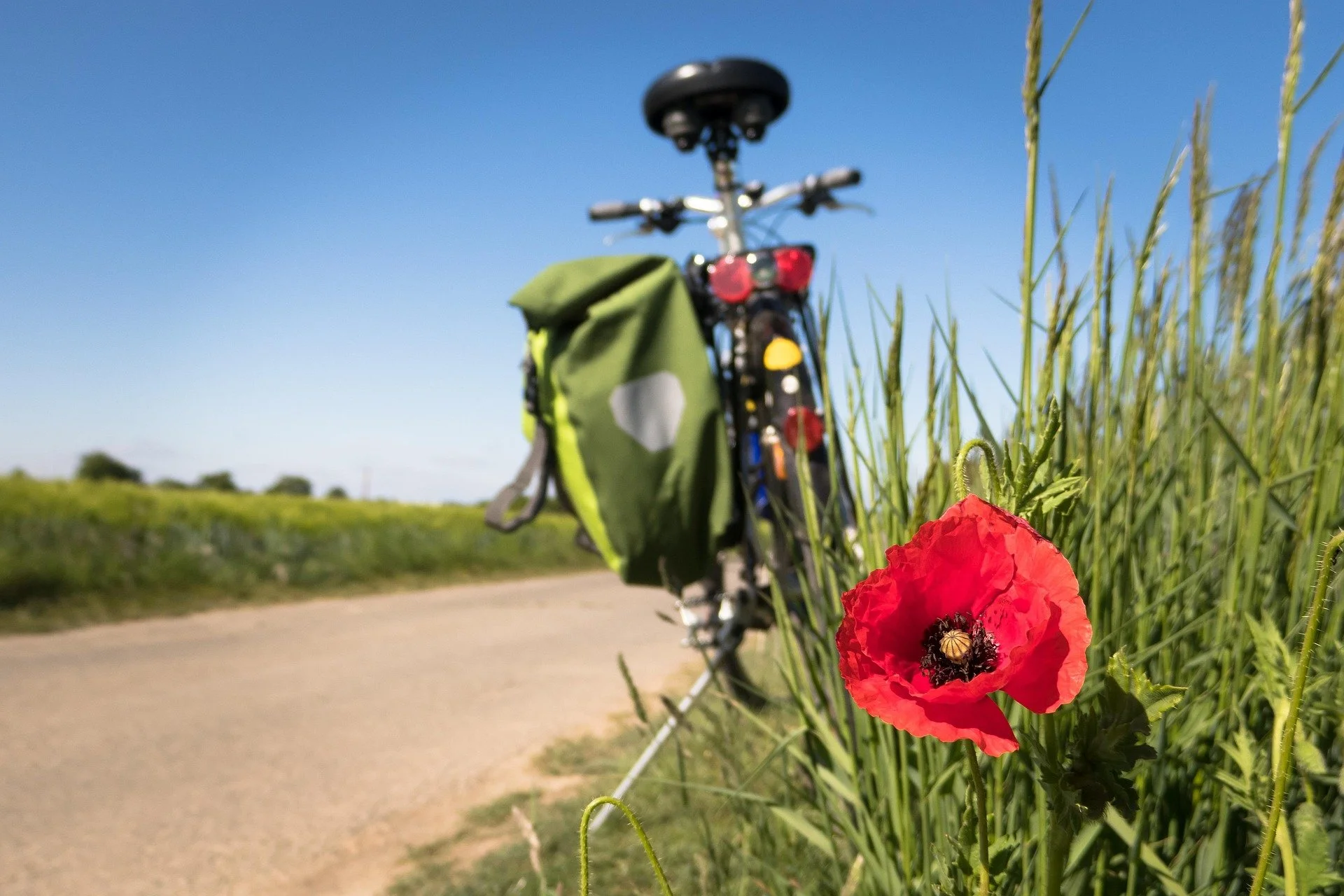 A red poppy flower growing in tall green grass next to a bicycle with a green and yellow backpack on its rear rack, set against a clear blue sky along a dirt path.