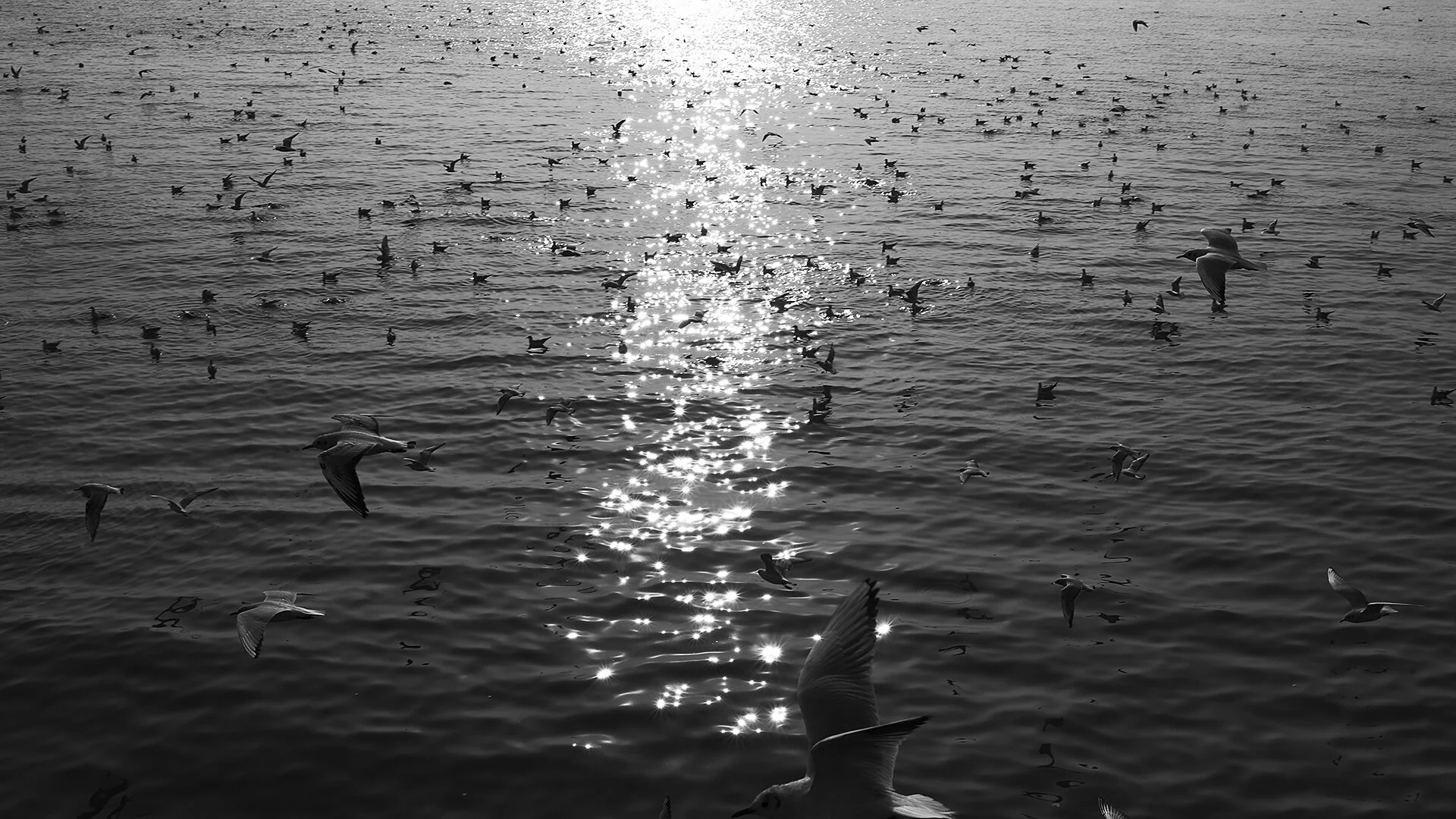 Sunlight reflecting off the ocean with numerous seagulls flying and floating on the water.