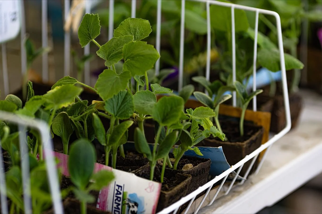 We love supporting local growers who share the same values we do, growing food with care, patience, and respect for the land. These heirloom seedlings were raised right here in our region, grown without artificial chemicals and full of the goodness n