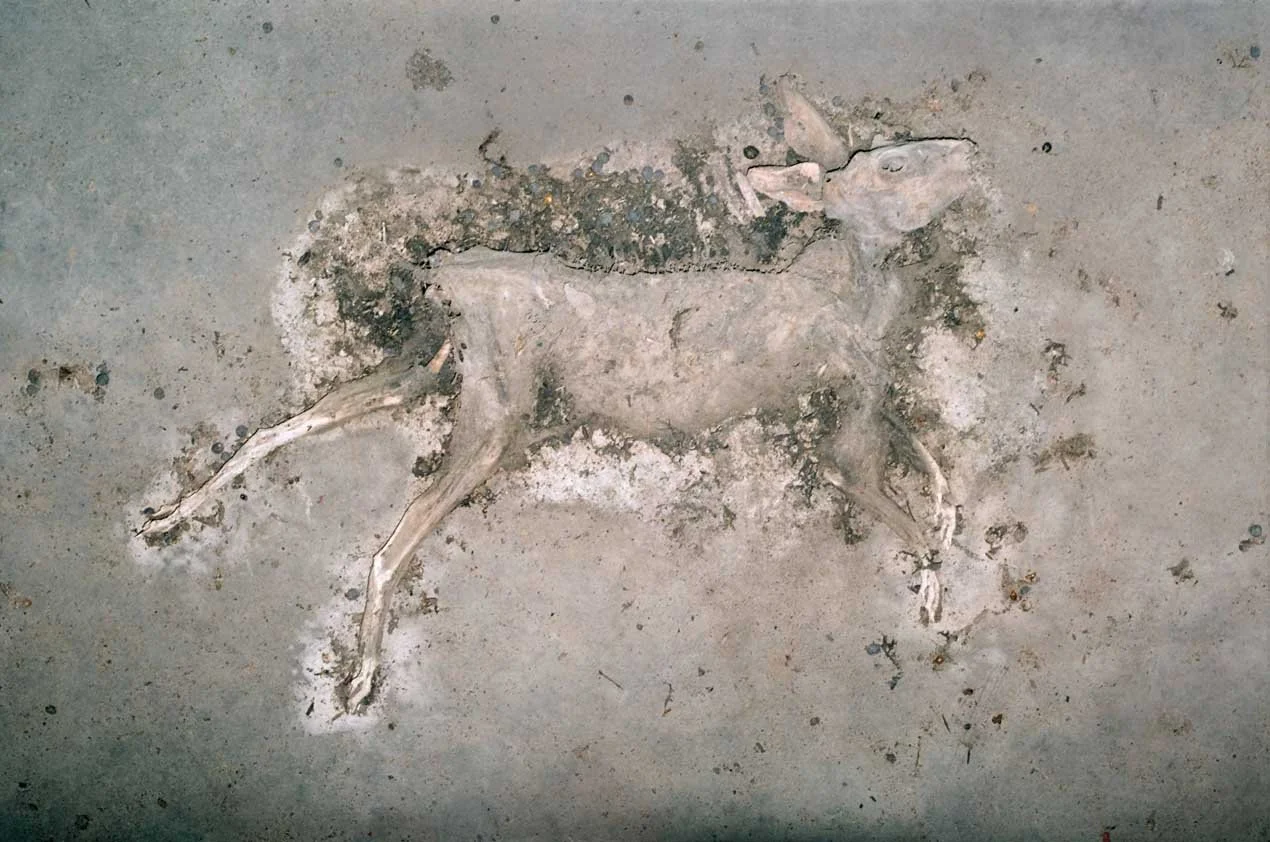 Animals - Rabbit, Skeleton, on Barn Floor (BEST) (SCAN, PHOTOSHOPPED) R1270 X 843, 72ppi, 198 KB .jpg