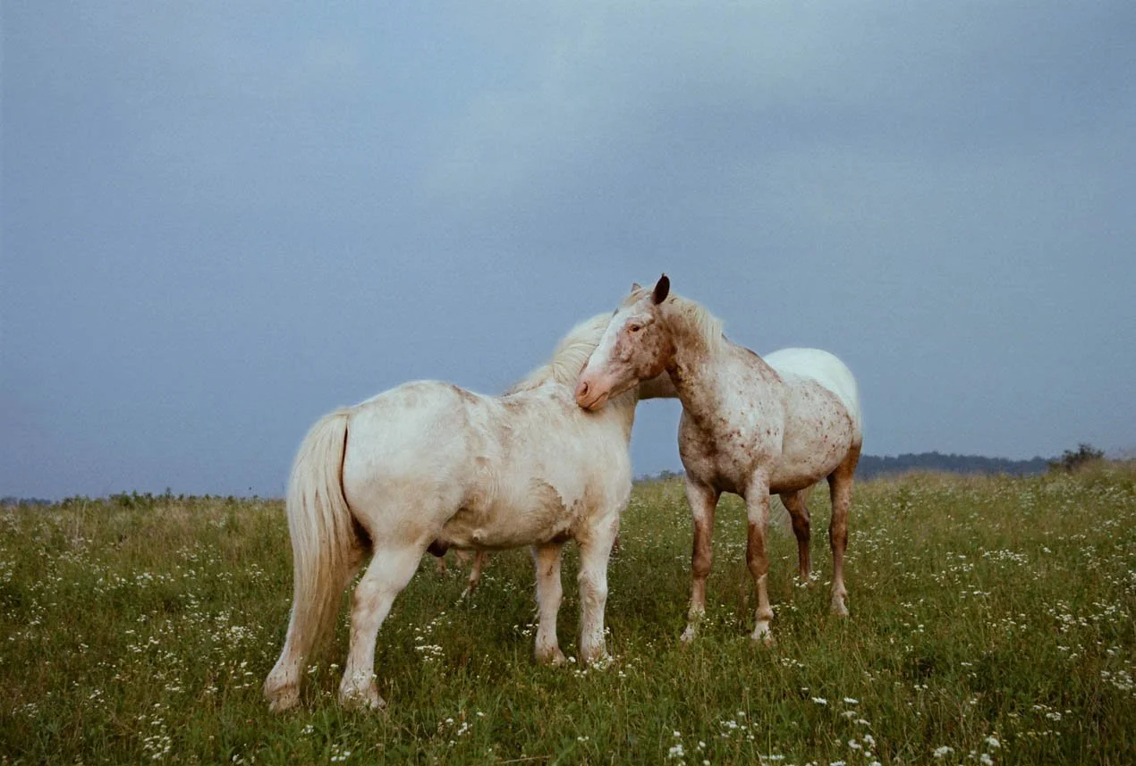 Animals - Sam and Appleby (horses) in field w heads together, (GOOD, PHOTOSHOPPED) R1270 x 843, 72ppi, 216 KB .jpg