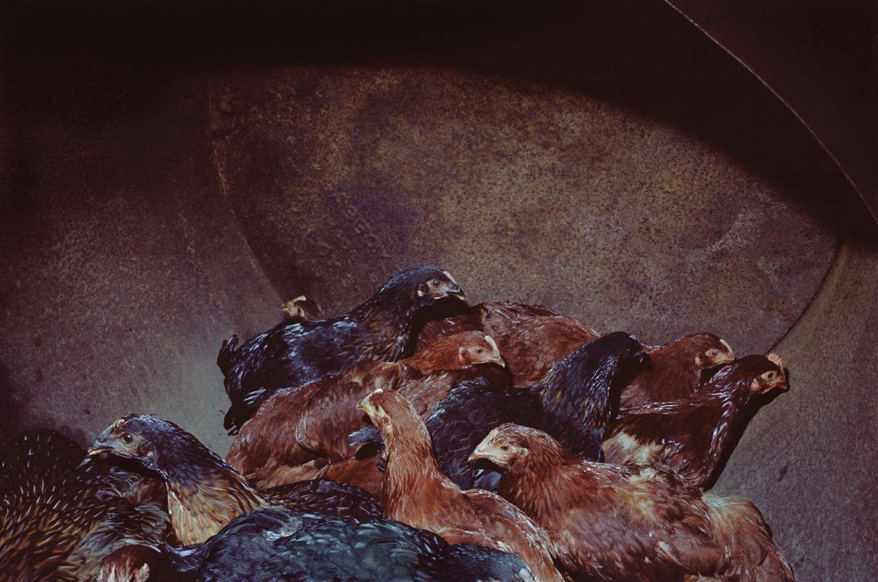 Animals - Chickens in Barrel at night, flash, Waterford (GOOD, PHOTOSHOPPED) R1270 x 843, 72ppi, 213 KB .jpg