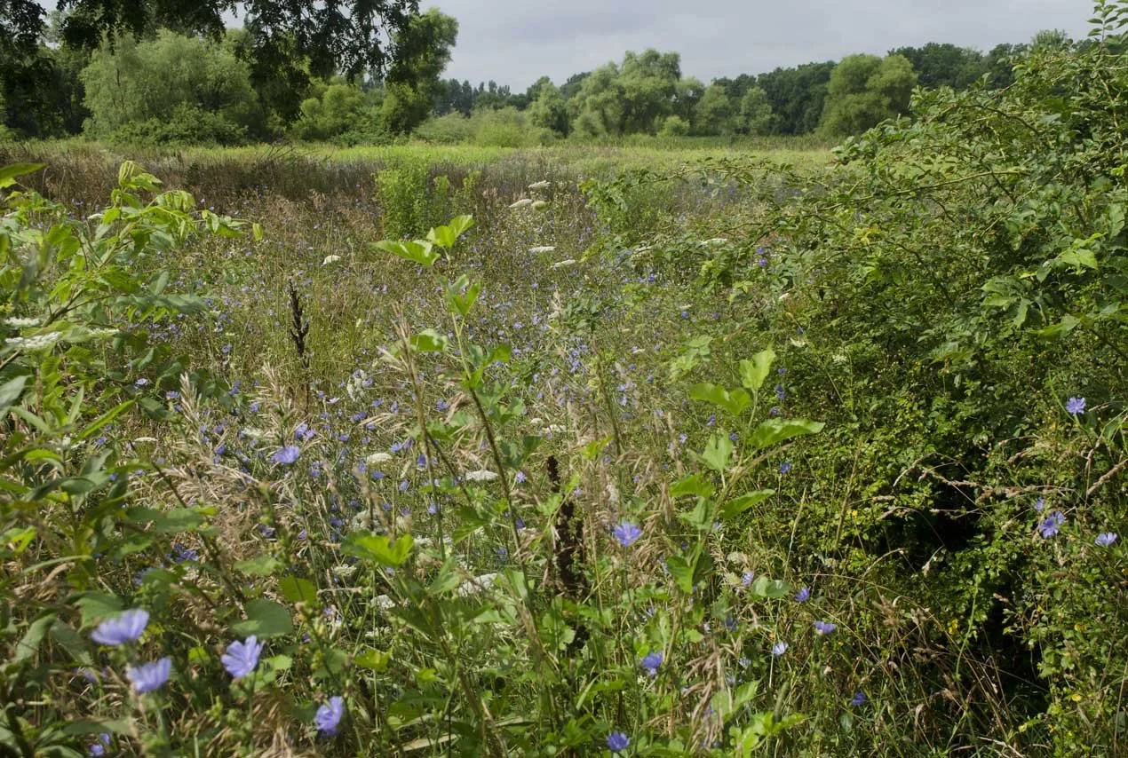 Landscape - Chicory, Lush Summer Field, W 700 S, Delaware Co., Sun Out, 7-16-2025 (DIGITAL, PHOTOSHOPPED) R843X1270, 72 ppi, __ KB .jpg