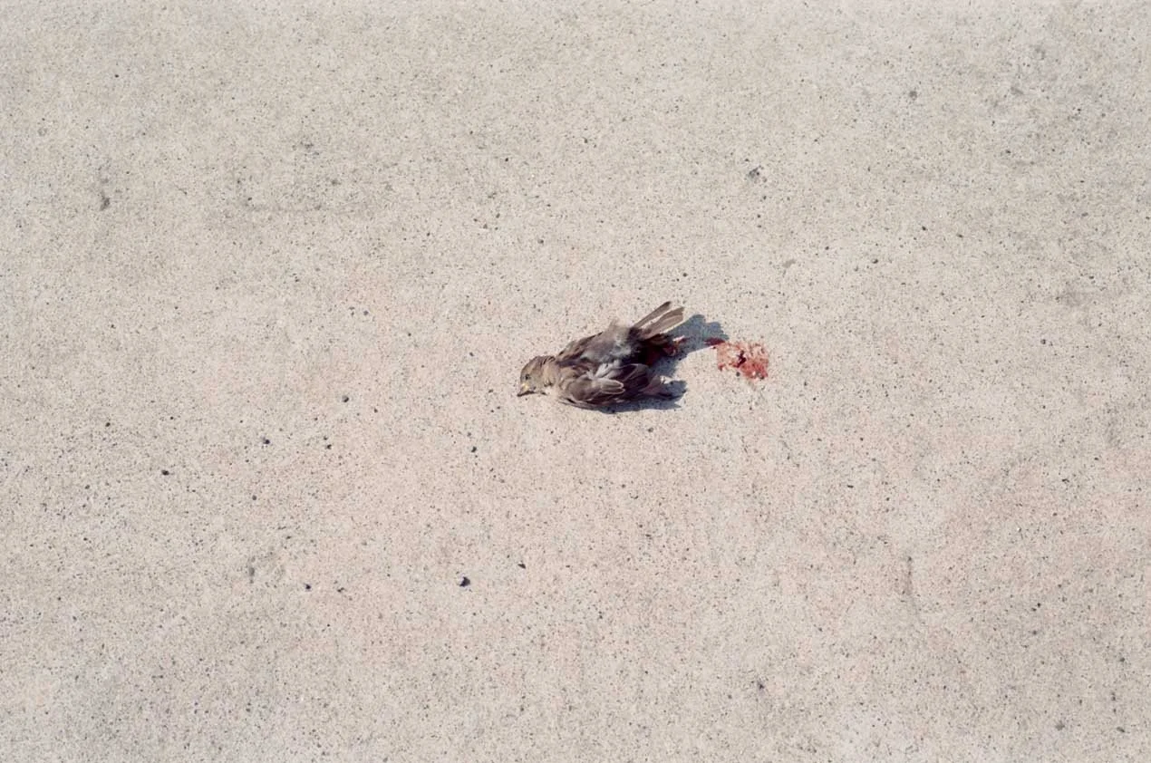 Social Landscape - Bird, Dead, on Concrete Sidewalk (SCAN, PHOTOSHOPPED) R1270 x 843, 72ppi, 215 KB .jpg