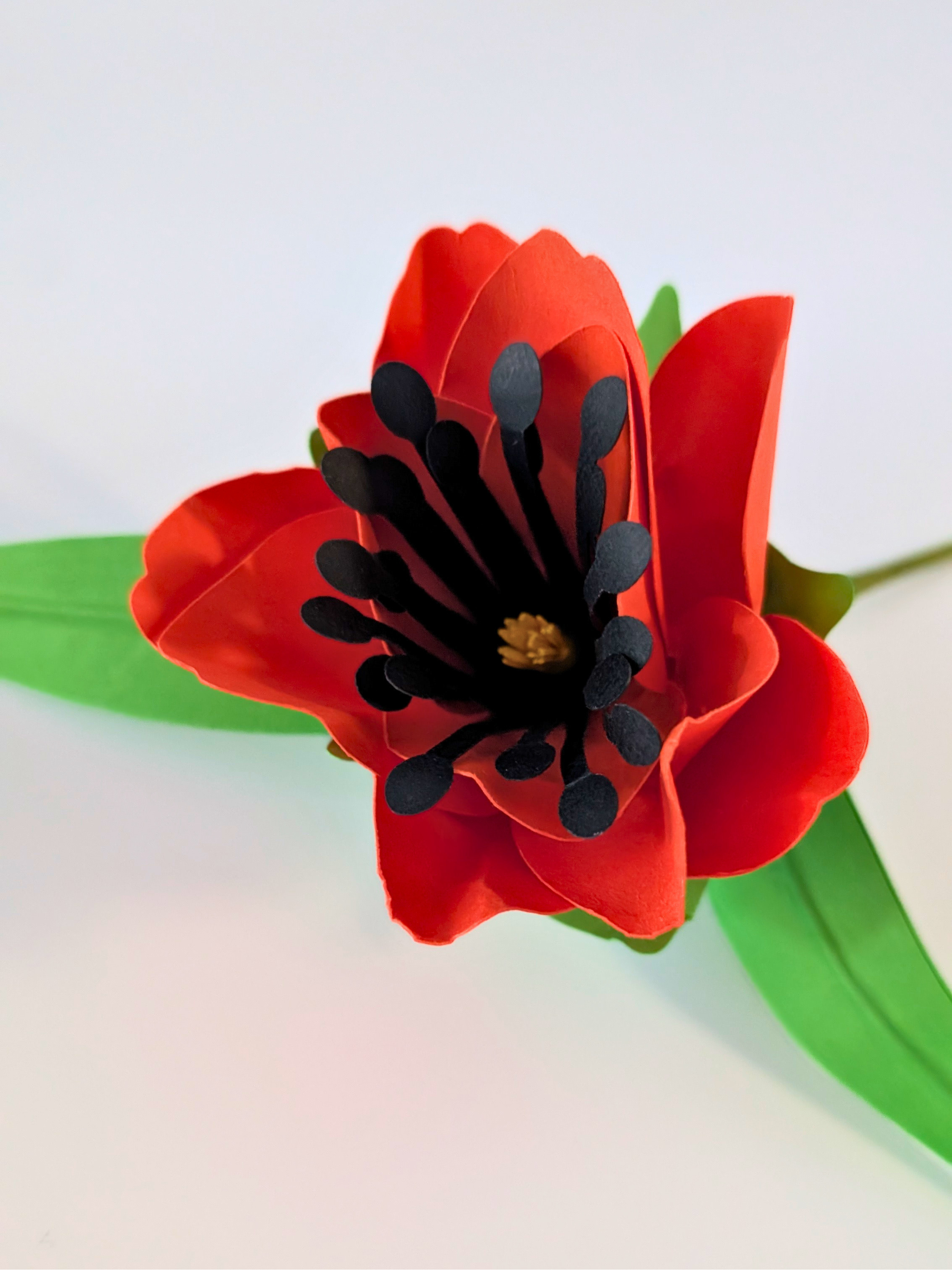 tppc-pop-tulip-persimmon-1.png