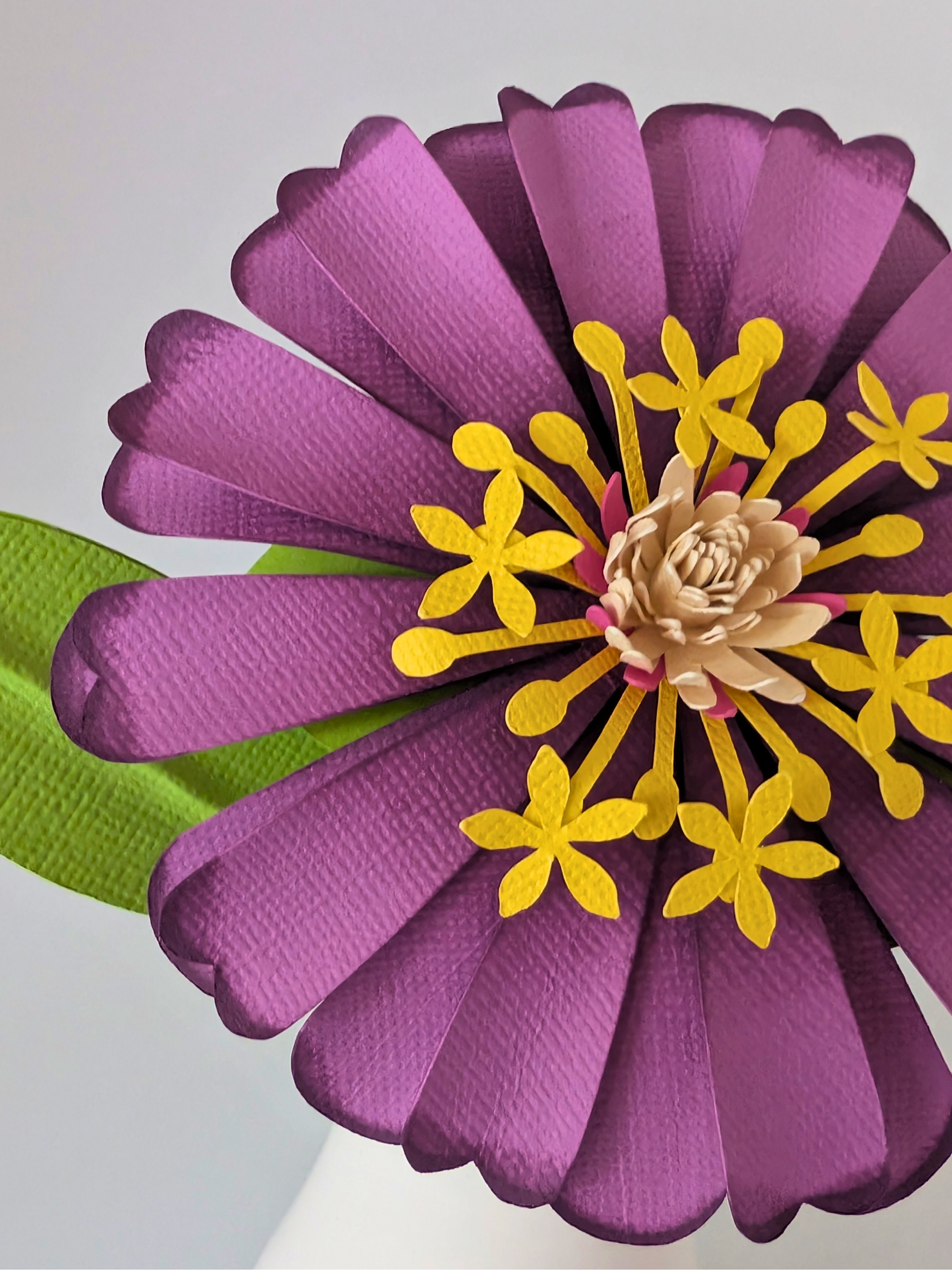 tppc-pop-zinnia-wild-amethyst-3.png