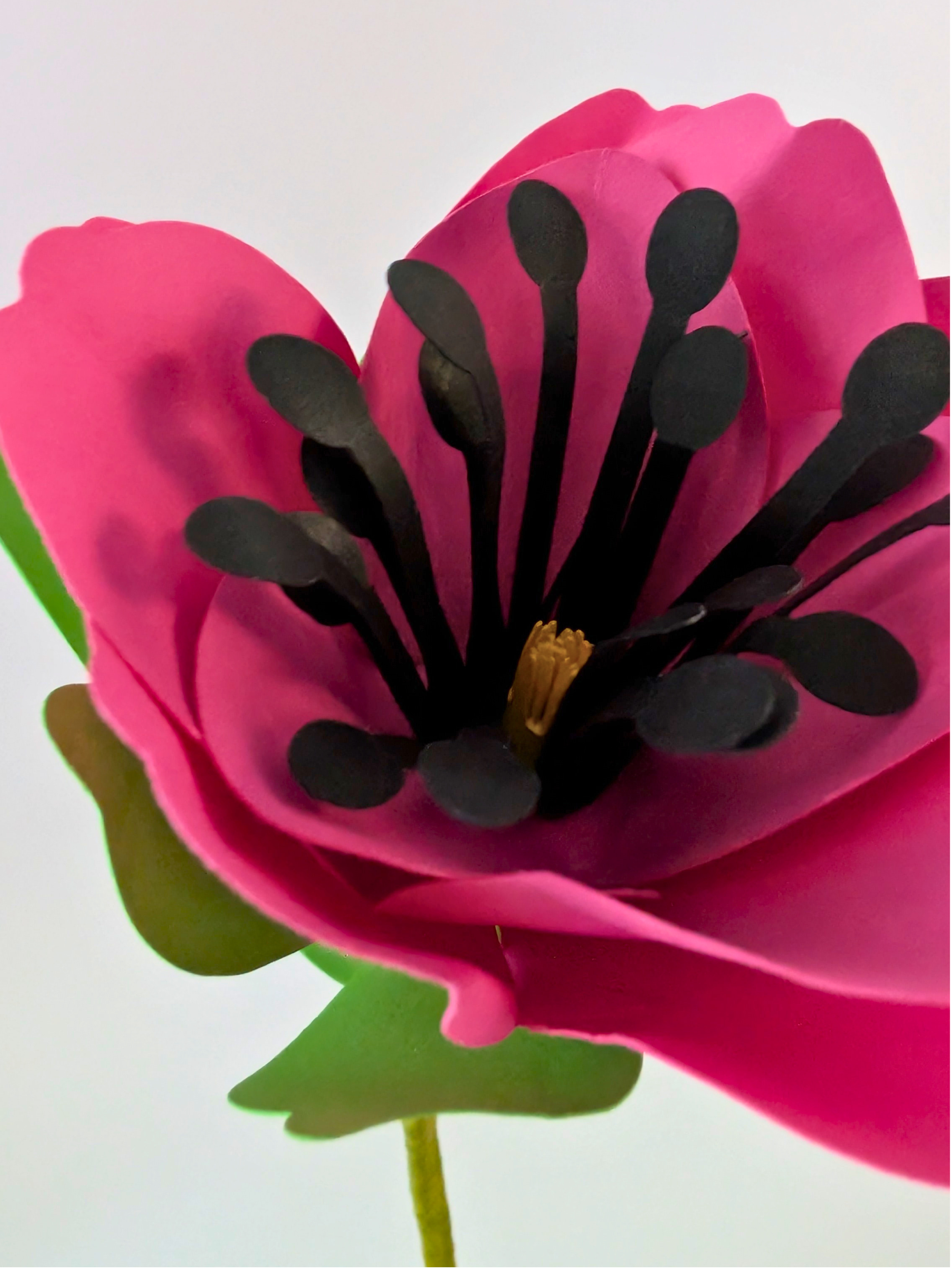 tppc-pop-tulip-hot-pink-3.png