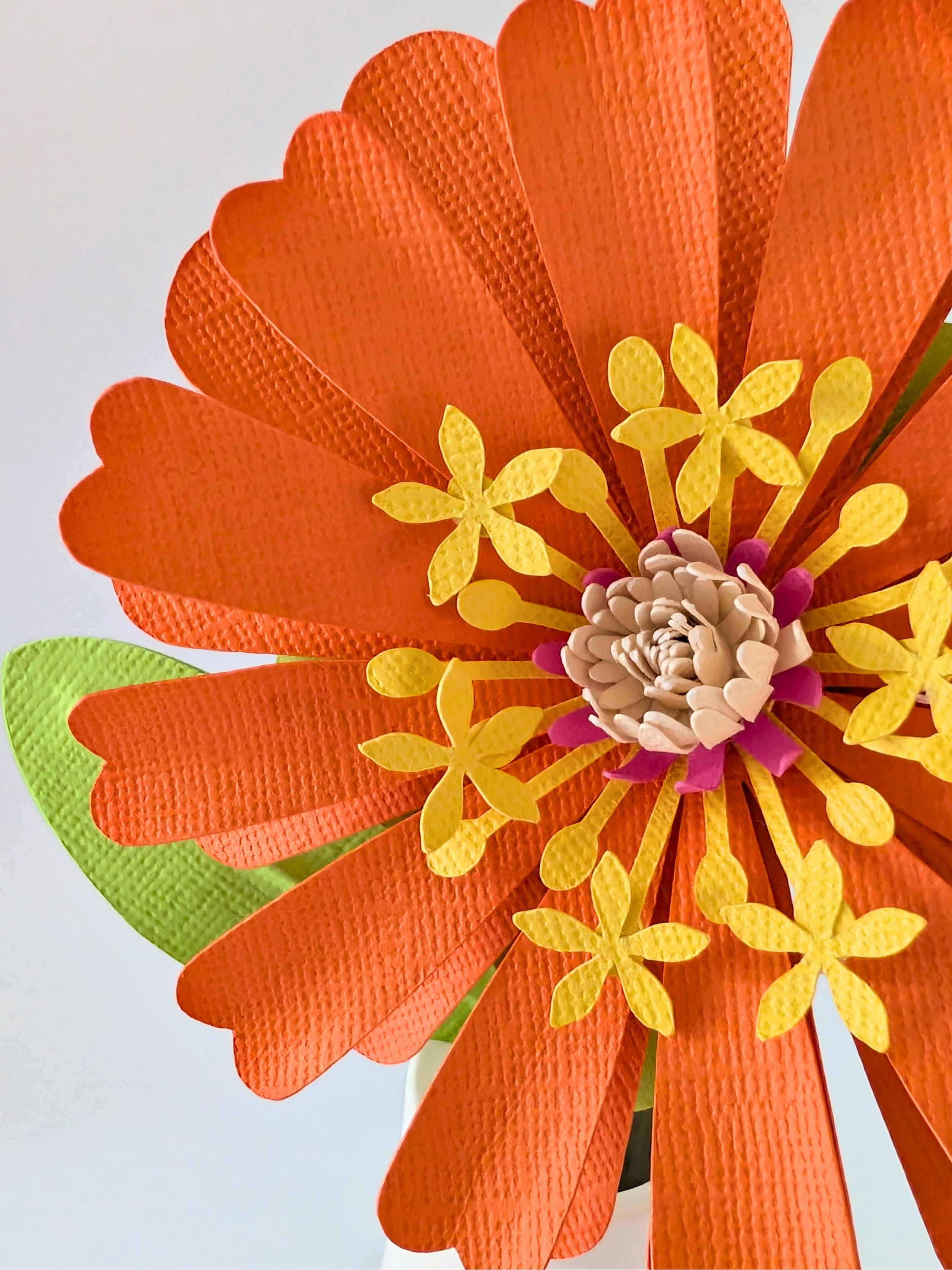tppc-pop-zinnia-wild-tangerine-1.png