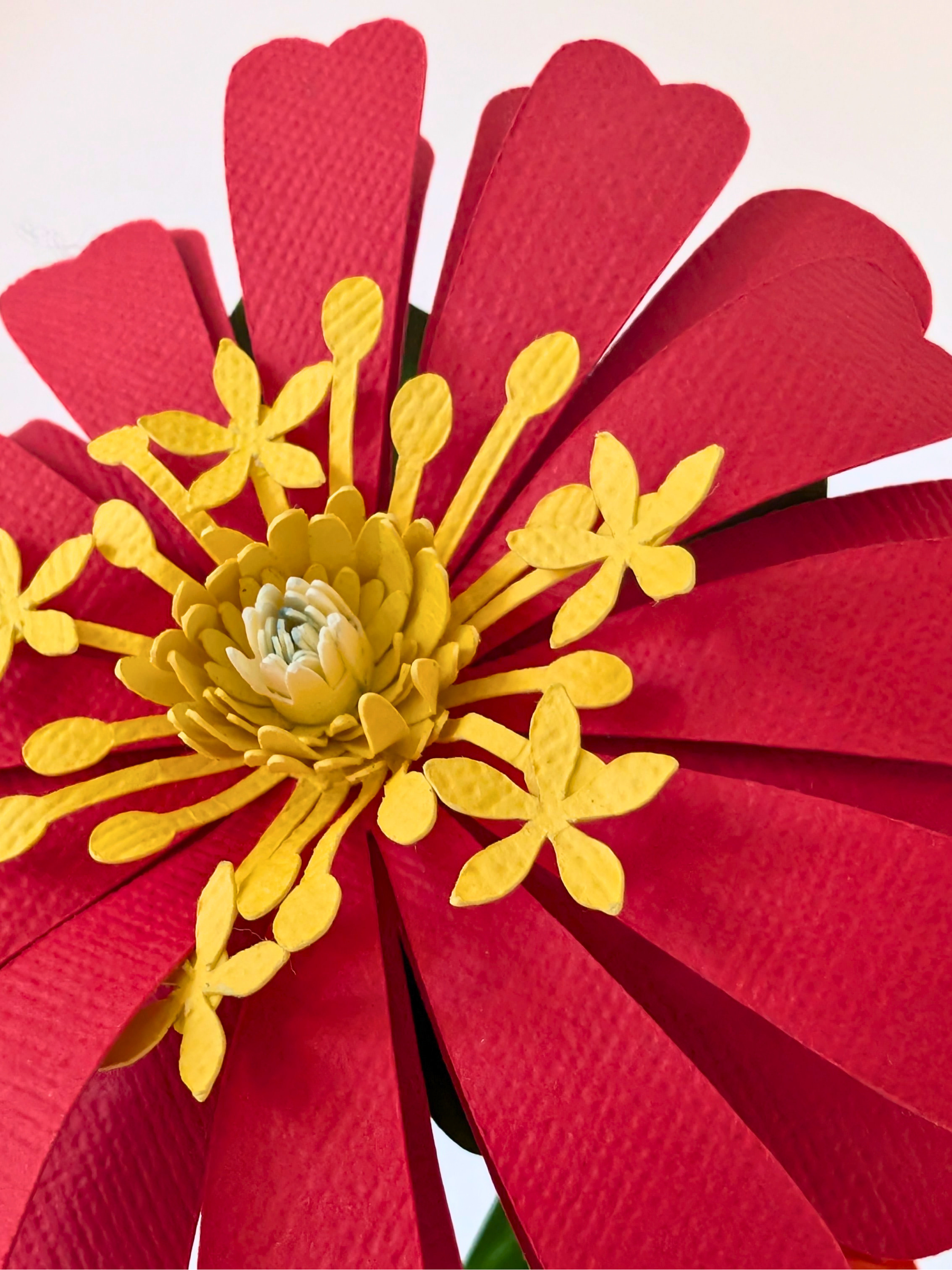 tppc-epe-zinnia-tropical-paradise-2.png