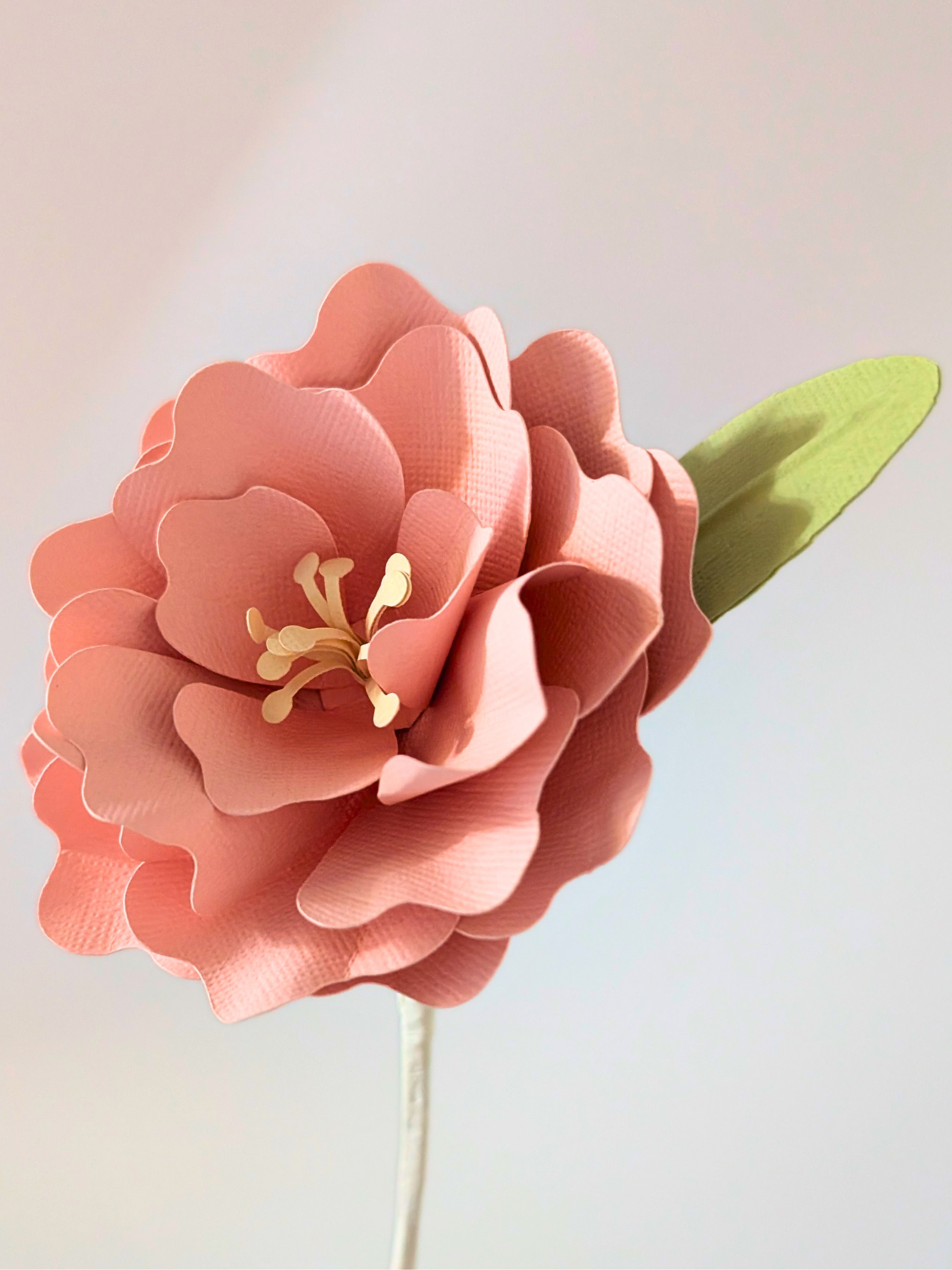 tppc-pop-ruffled-rose-sherbert-pink-4.png
