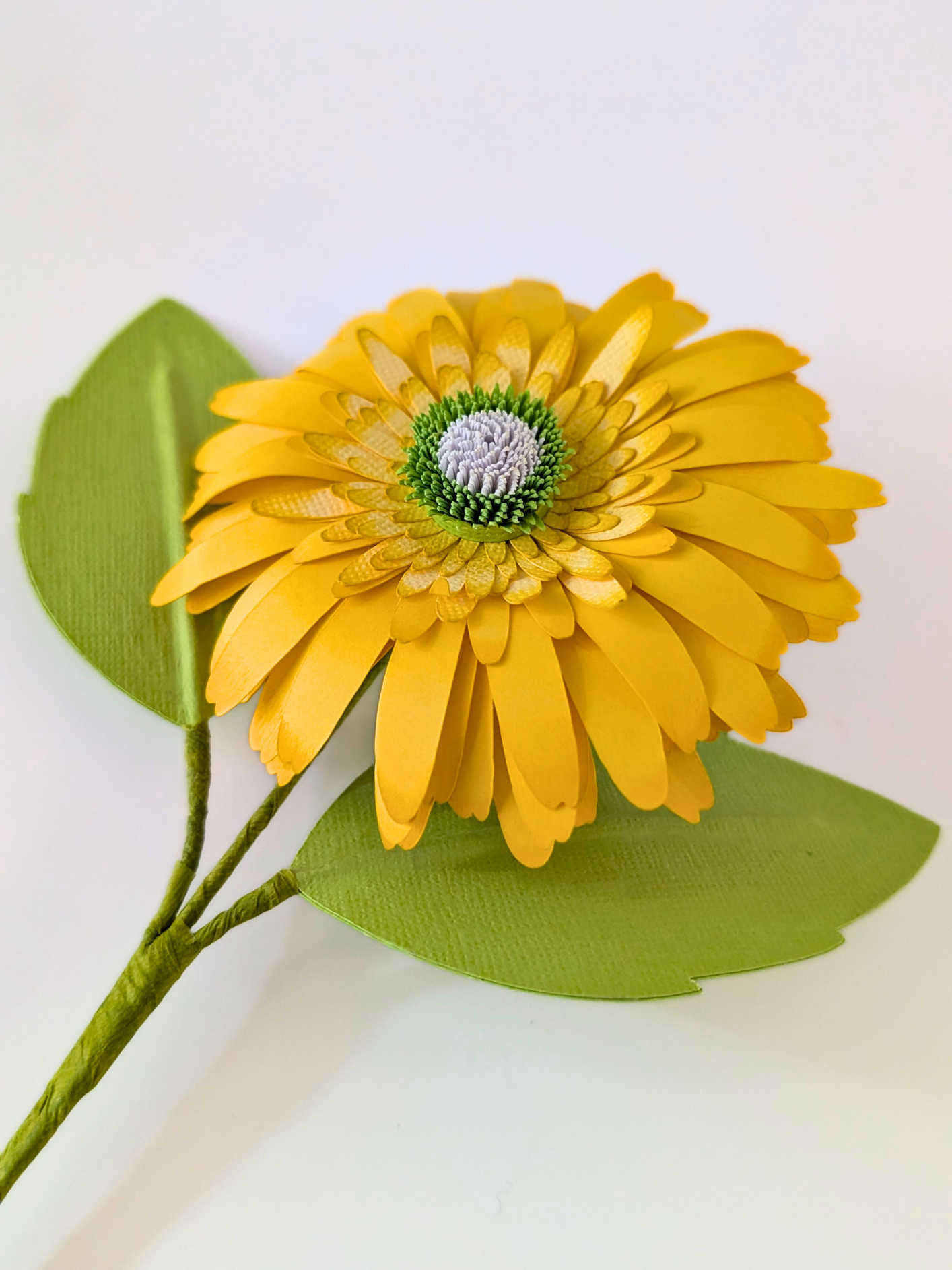 tppc-pop-gerbera-lemon-grove-2.png