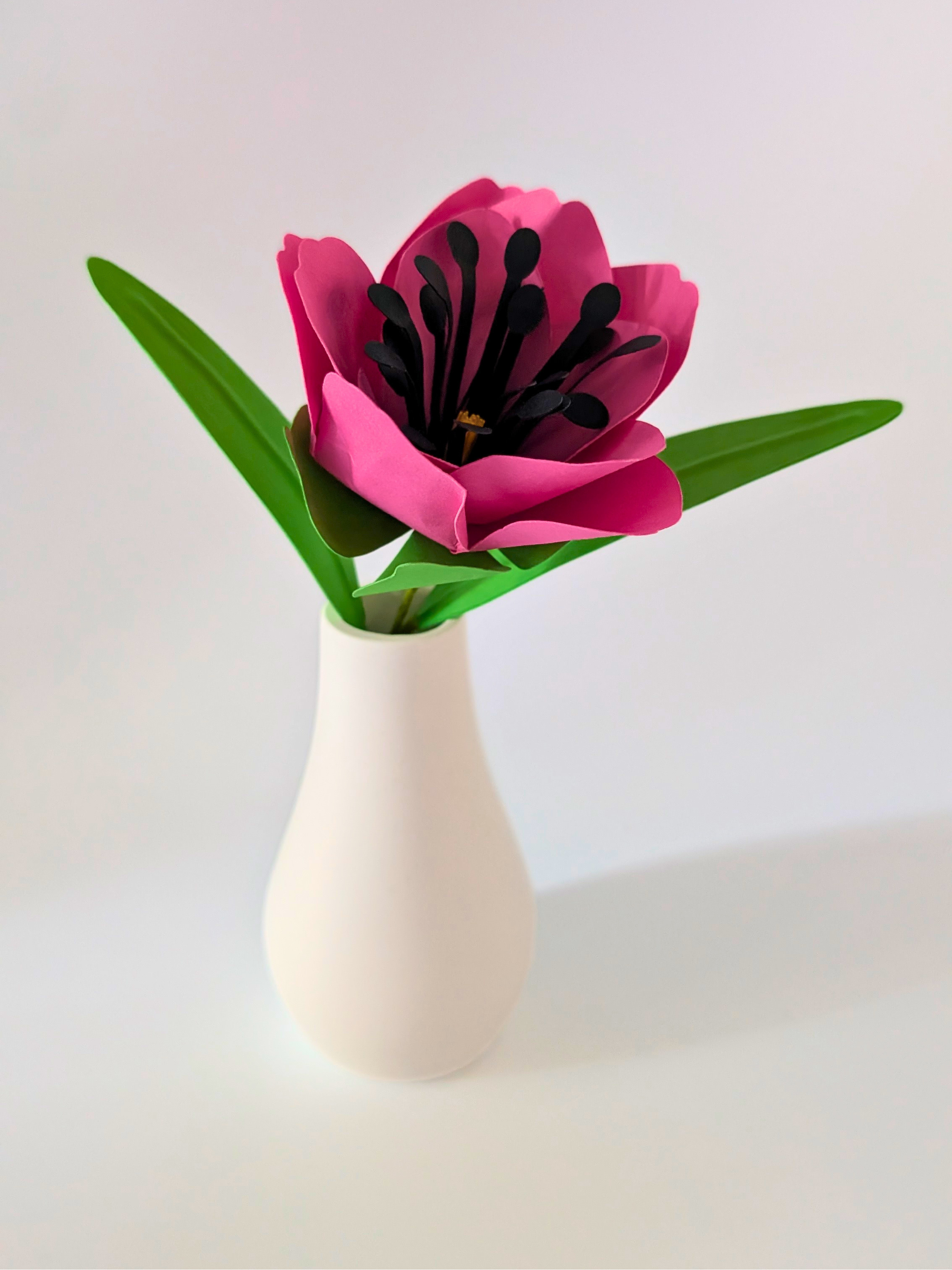 tppc-pop-tulip-hot-pink-4.png