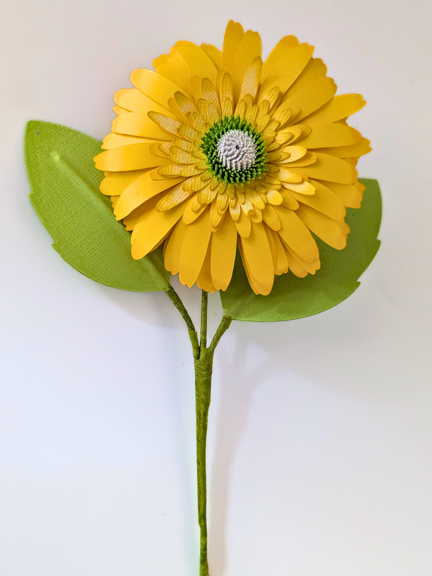 tppc-pop-gerbera-lemon-grove-1.png