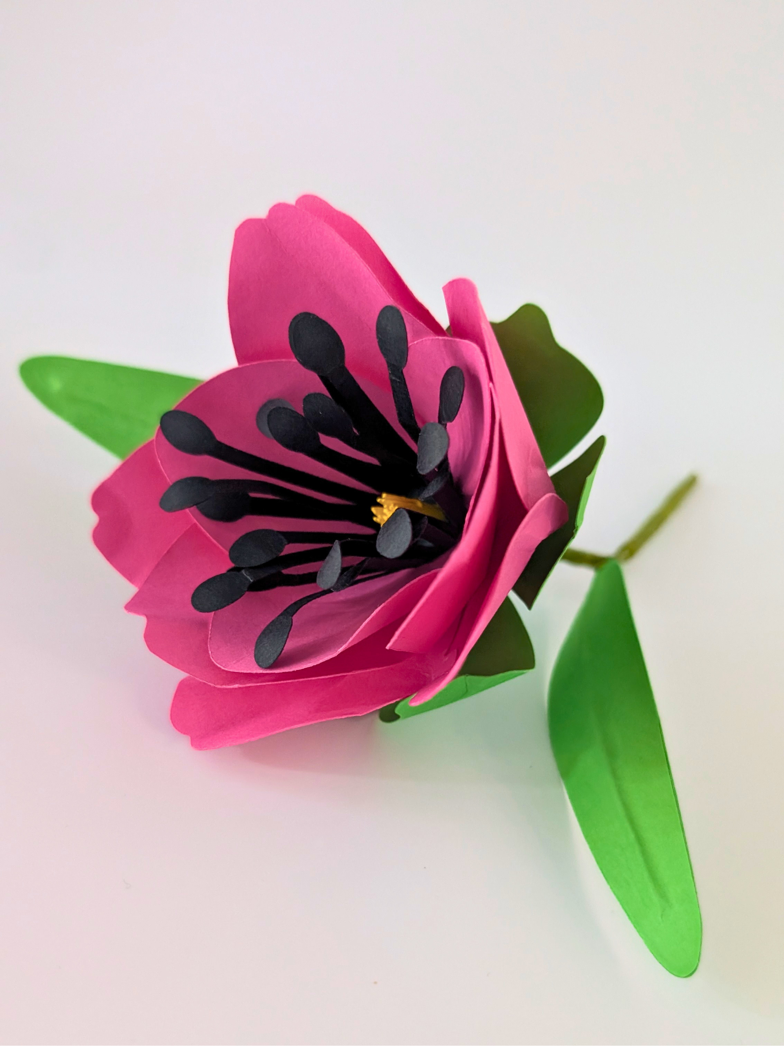 tppc-pop-tulip-hot-pink-1.png