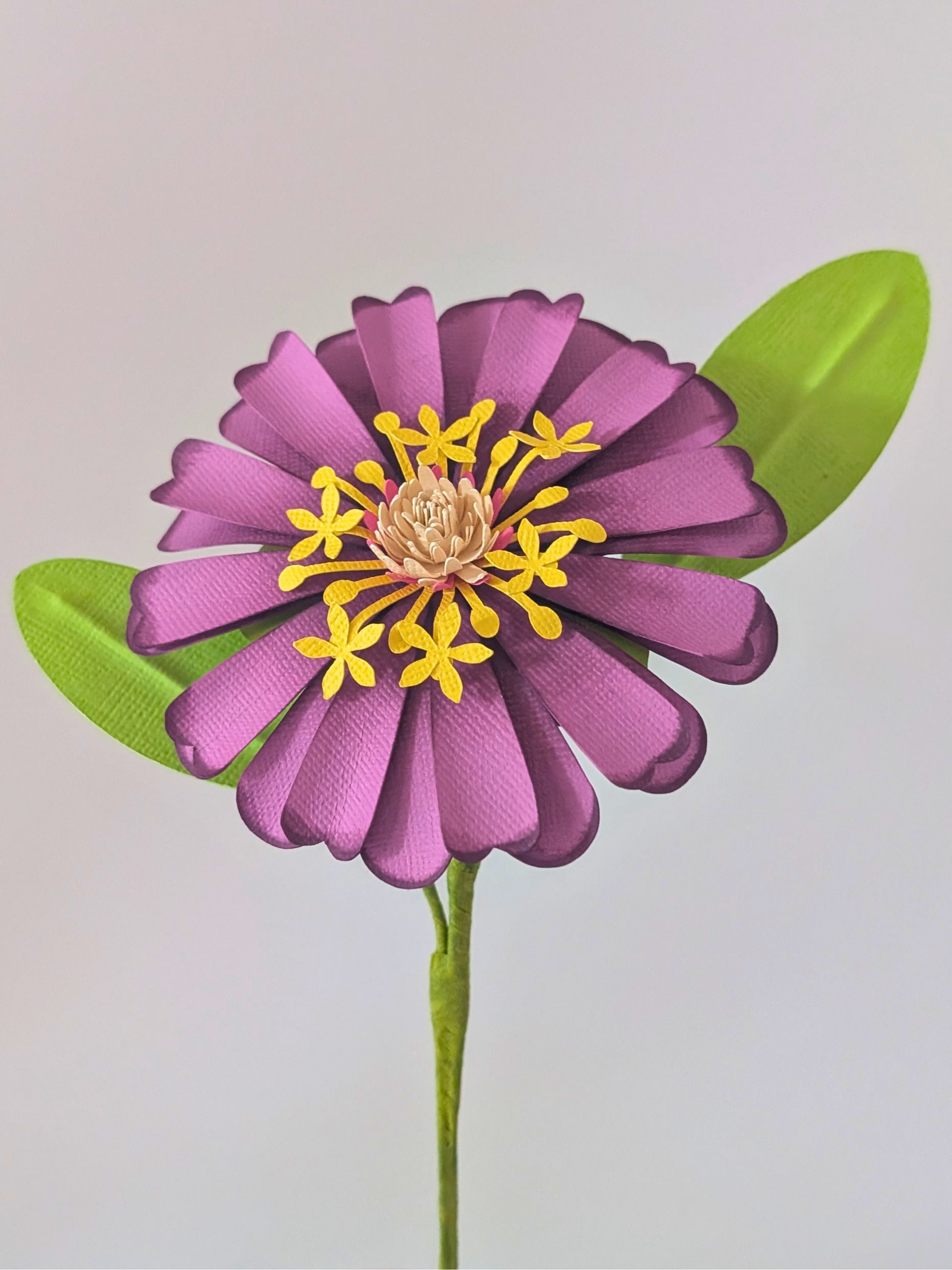 tppc-pop-zinnia-wild-amethyst-4.png