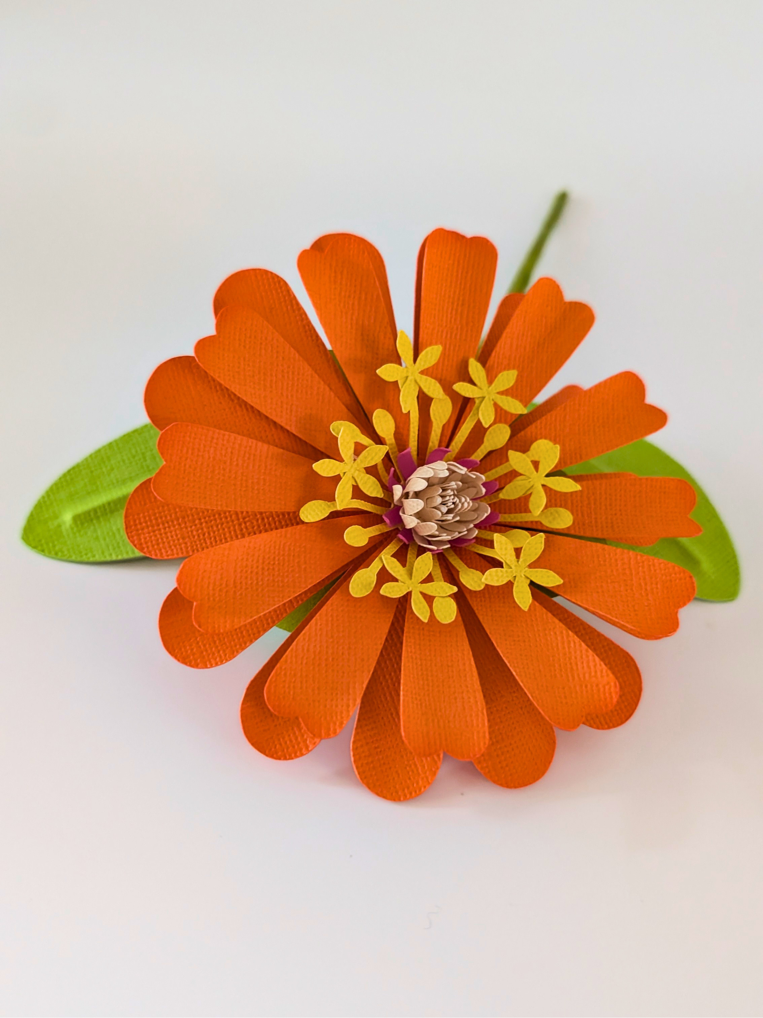 tppc-pop-zinnia-wild-tangerine-4.png