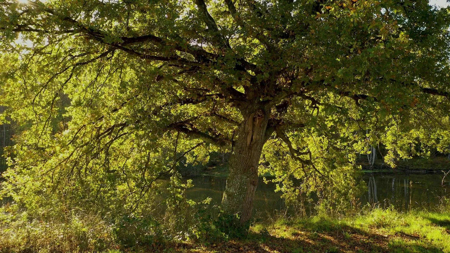 Grand chêne majestueux du domaine de la Boursicauderie en été