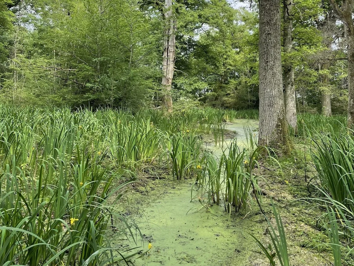 bocages verdoyants de la forêt privée du domaine de la Boursicauderie