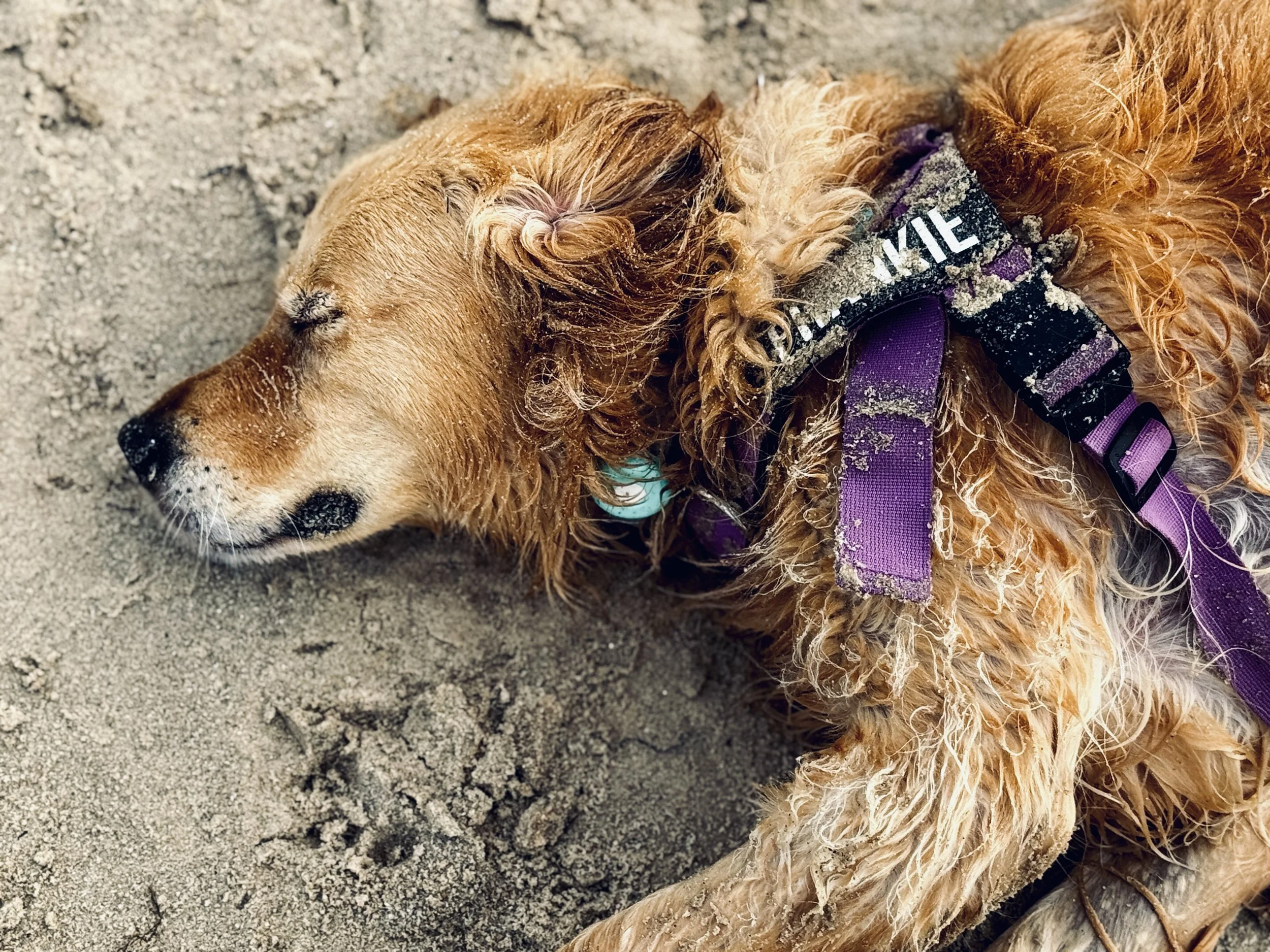 A golden retriever lying on sandy ground, asleep with sand on its fur and a purple harness labeled 'MINE'.
