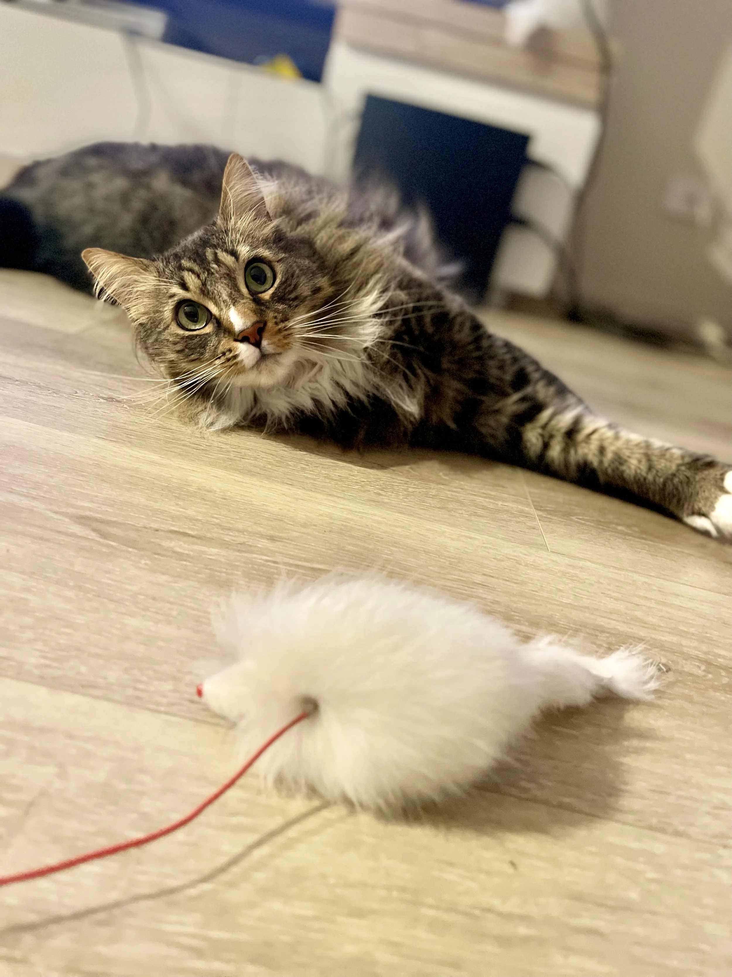 A tabby cat lying on a wooden floor, staring at a white toy mouse with a red string.