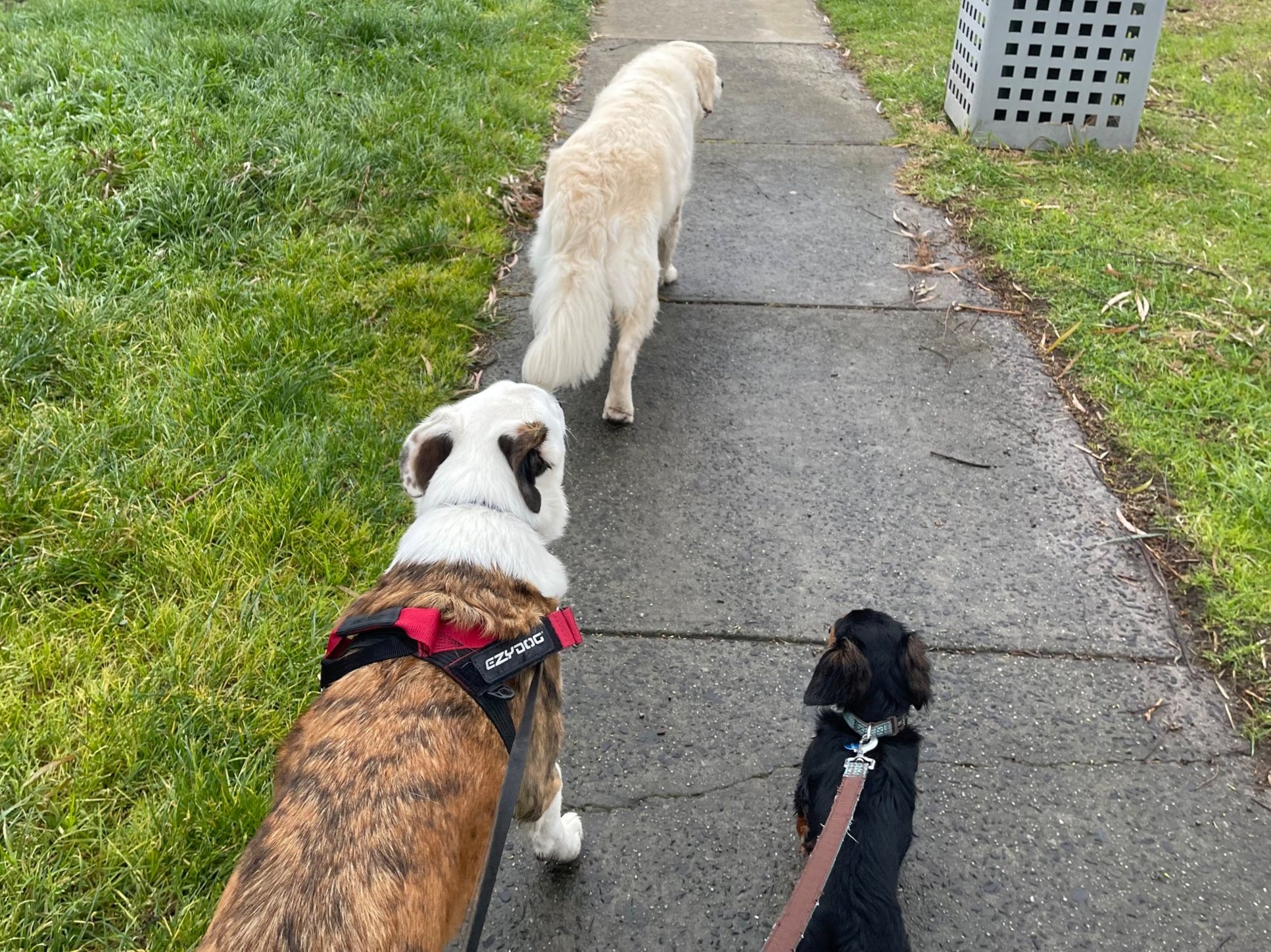 Three dogs walking on a sidewalk, viewed from behind. One dog has a white coat with brown and black markings, wearing a red harness; another is a small black and tan dog with a blue collar; the third is a large, fluffy, light-colored dog walking ahead with its back to the camera. Grass lines both sides of the sidewalk, and there is a gray trash bin on the right.