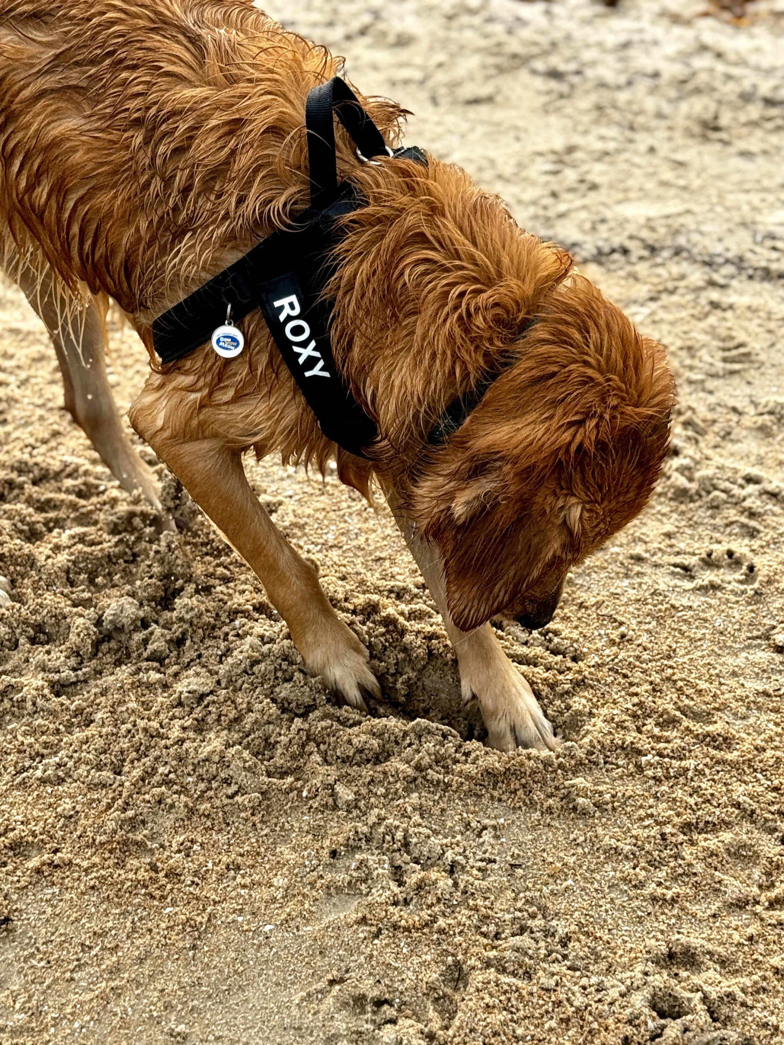 A wet golden retriever wearing a black harness with the name 'ROXY' on it, digging in the sandy ground.