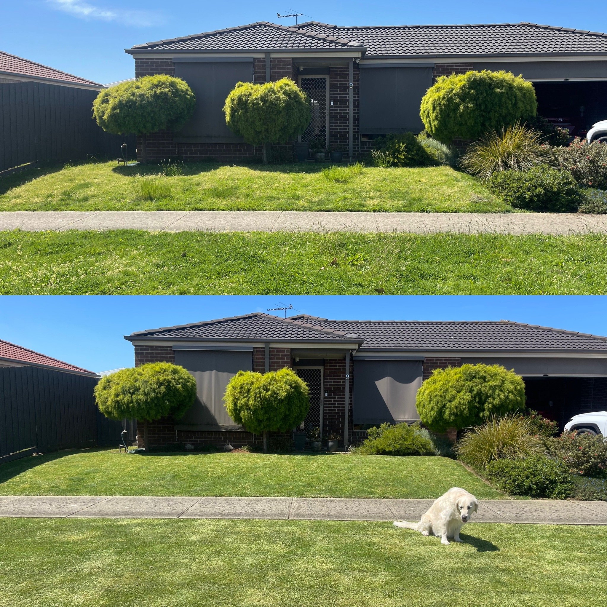 Before and after photos of front yard landscaping. Top image shows a yard with missing grass patches and untrimmed bushes. Bottom image shows a well-maintained yard with lush grass and a white dog sitting on the lawn.