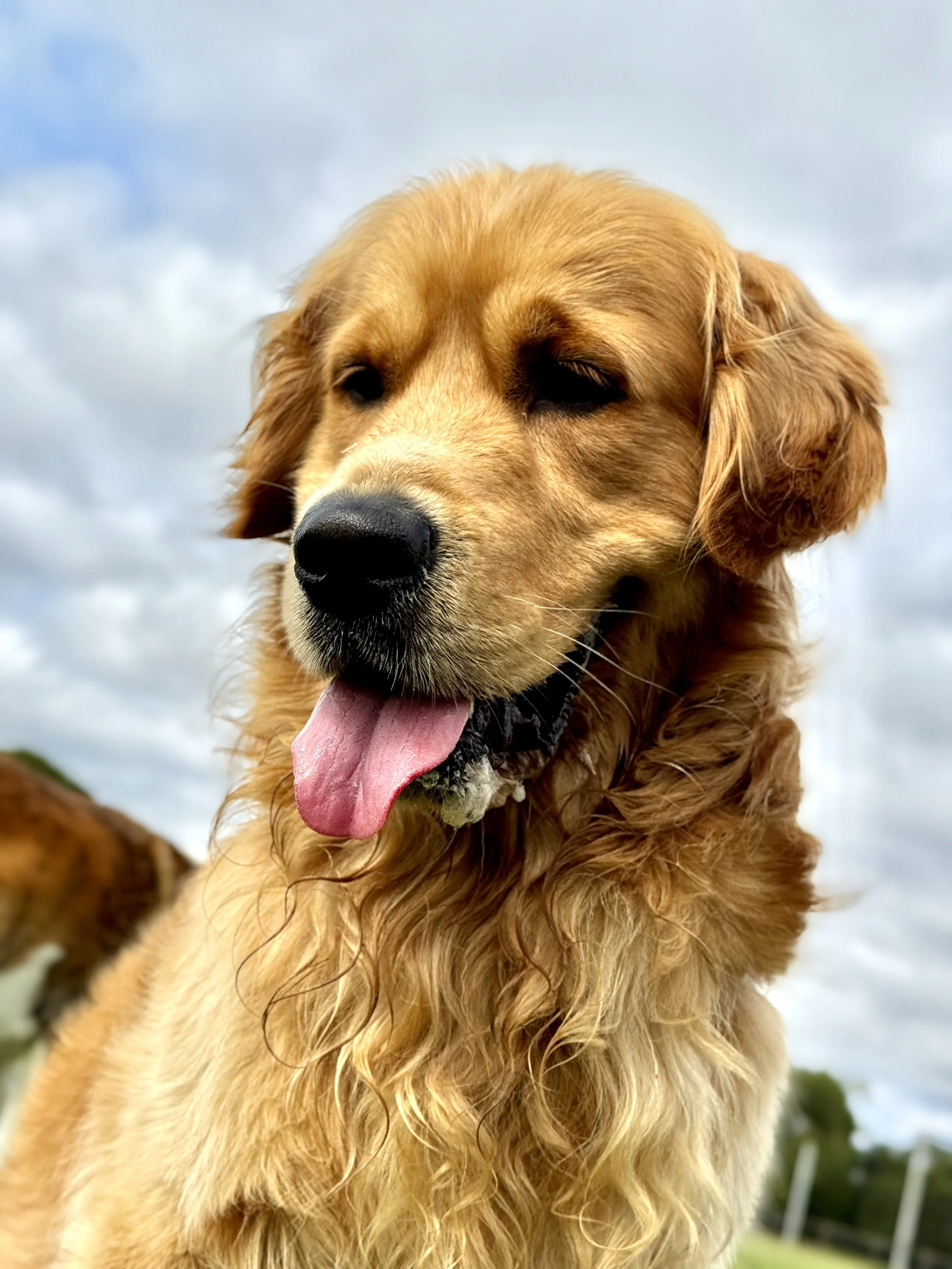 Close-up of a golden retriever dog outdoors under cloudy sky, with its tongue hanging out and a happy expression.