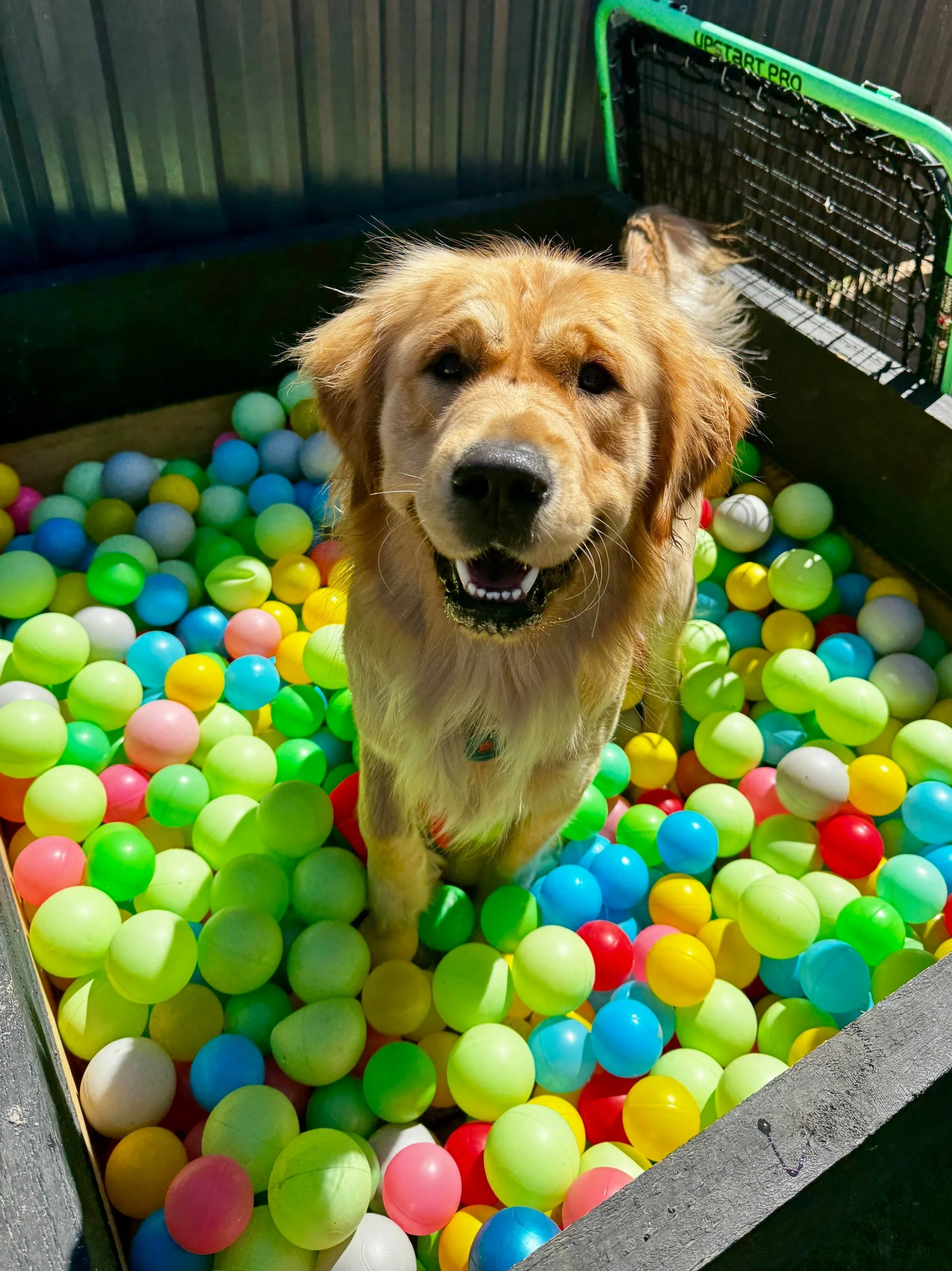 Golden retriever dog sitting in a colorful plastic ball pit and smiling at the camera.