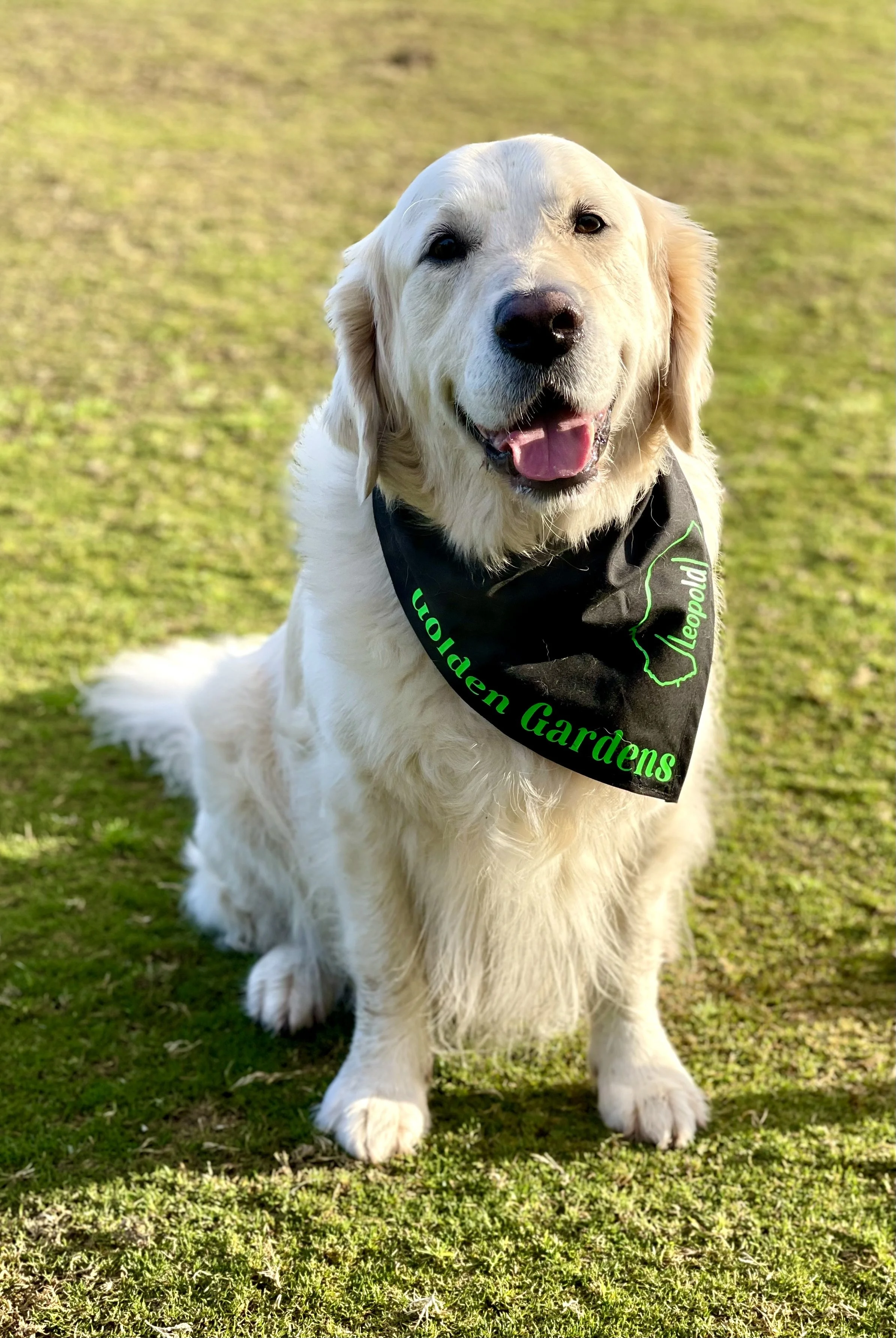 A happy golden retriever sitting on green grass, wearing a black bandana with green text that reads "Golden Gardens" and a green outline of a map.