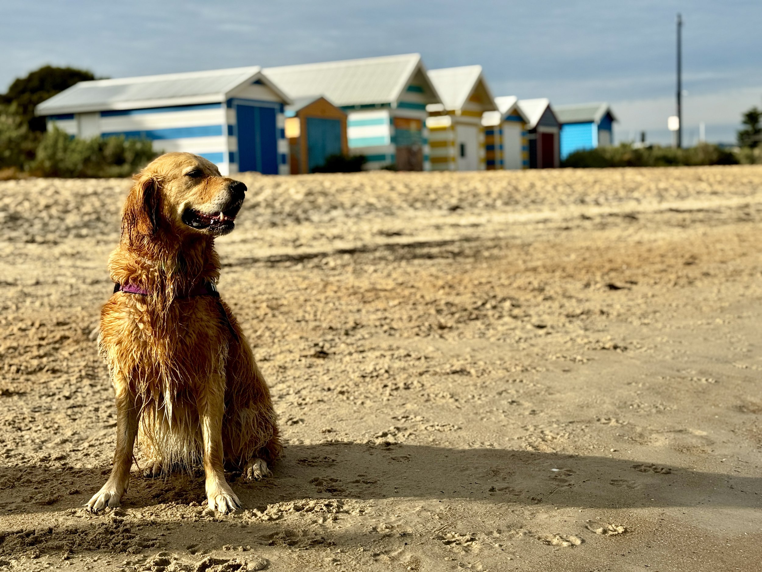 Wet golden retriever sitting on sandy beach with colorful beach cabins in the background.