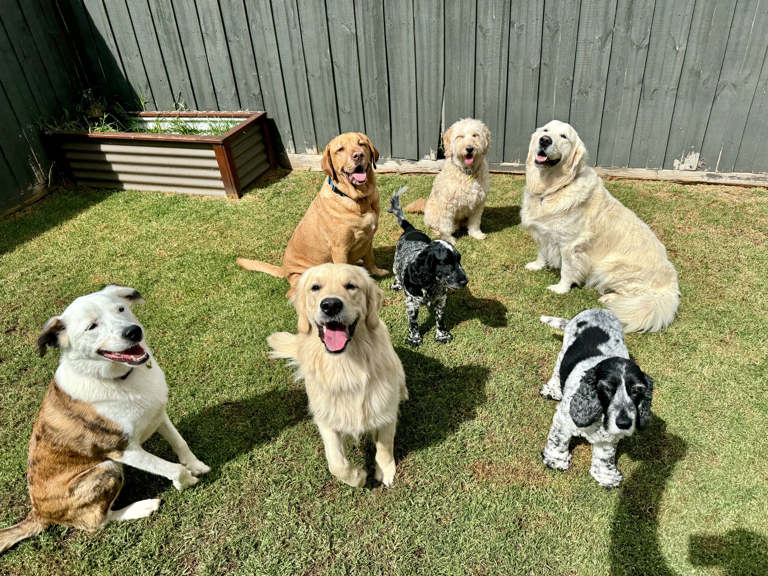 Group of nine dogs of various breeds and sizes sitting on green grass in a backyard, with a gray wooden fence and a raised garden bed in the background.