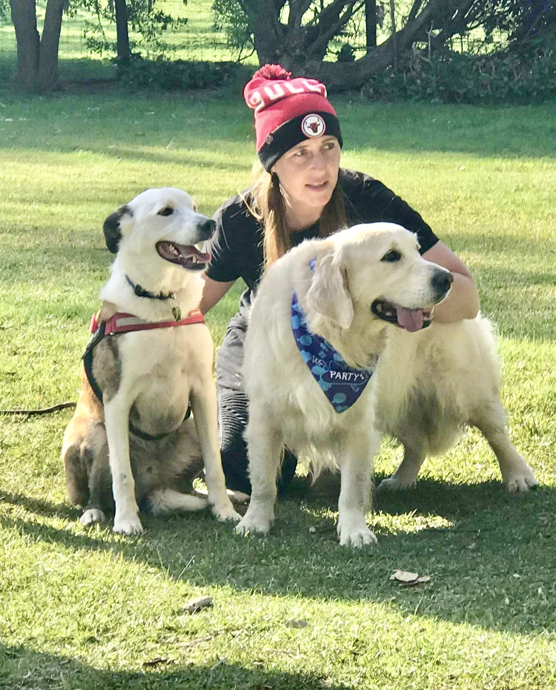 A woman wearing a red Chicago Bulls beanie and black t-shirt is crouching on grass with two dogs, one sitting and one standing. The dogs are Golden Retrievers, dressed with bandanas, one blue with white patterns and the other red with black details. 