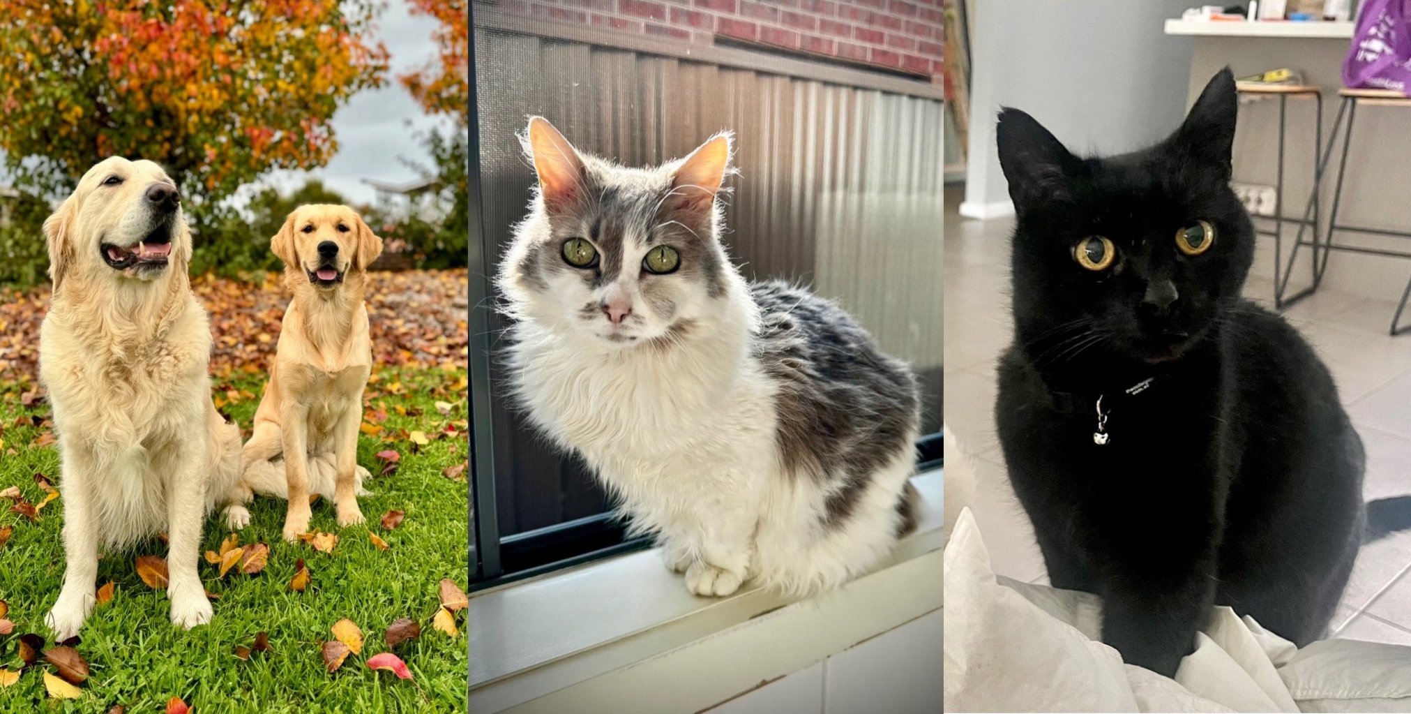 Photo of three animals: two golden retrievers sitting outdoors on autumn grass with fallen leaves and colorful trees in the background, a gray and white cat sitting on a windowsill indoors, and a black cat sitting on a bed or couch indoors, looking at the camera.