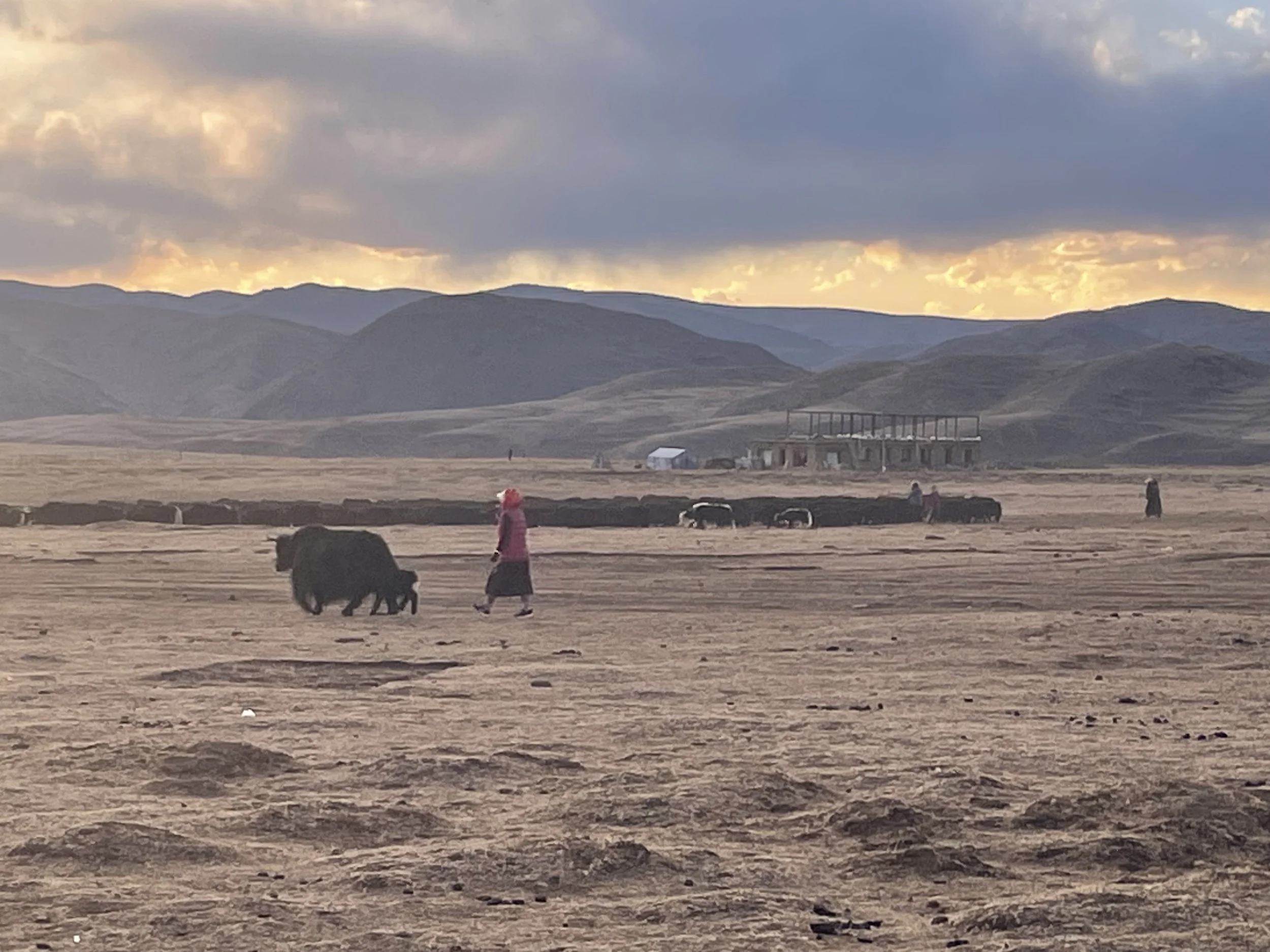 A woman in traditional dress herding yaks on a vast, open plain with mountains and a cloudy sky in the background.