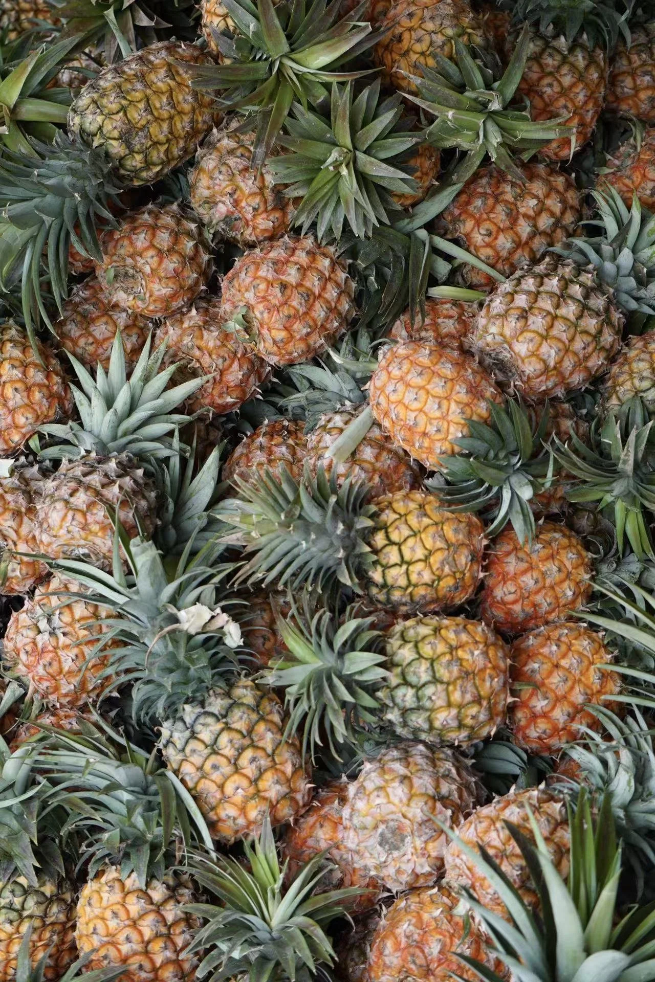 Multiple pineapples piled together with spiky leaves and textured yellow-brown skin.