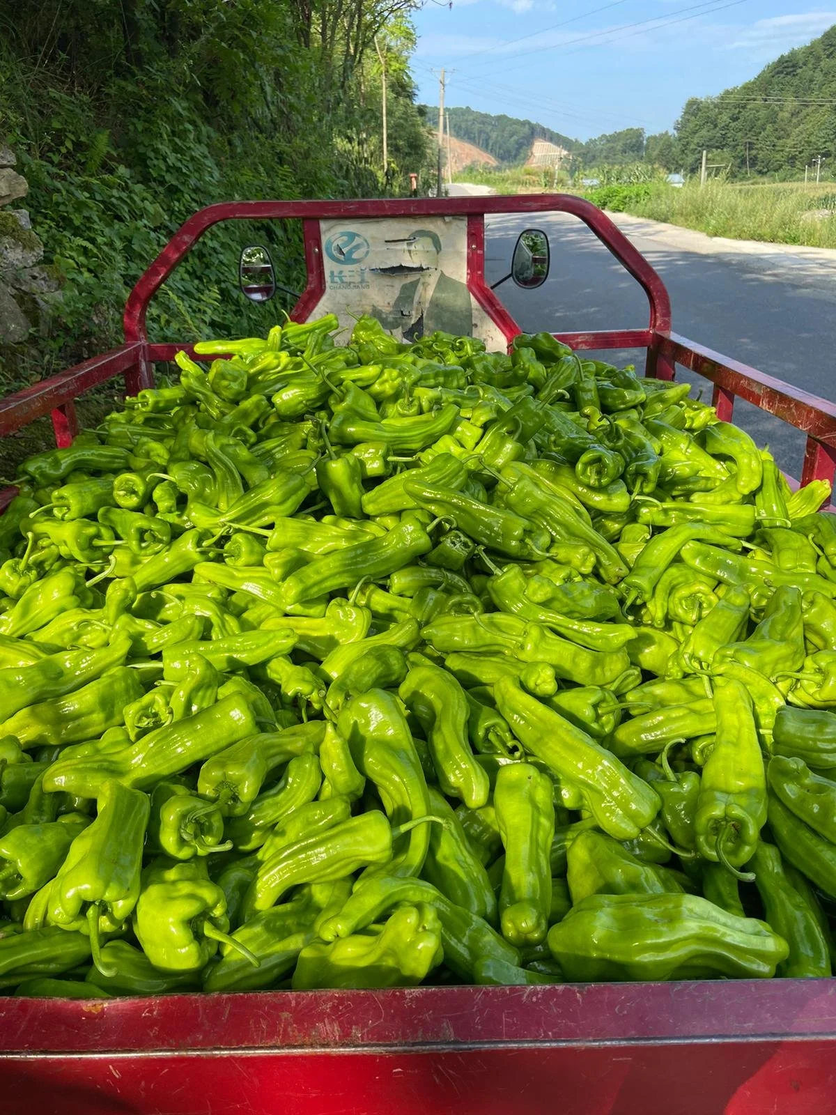 Green peppers in the back of a small red vehicle on a rural road