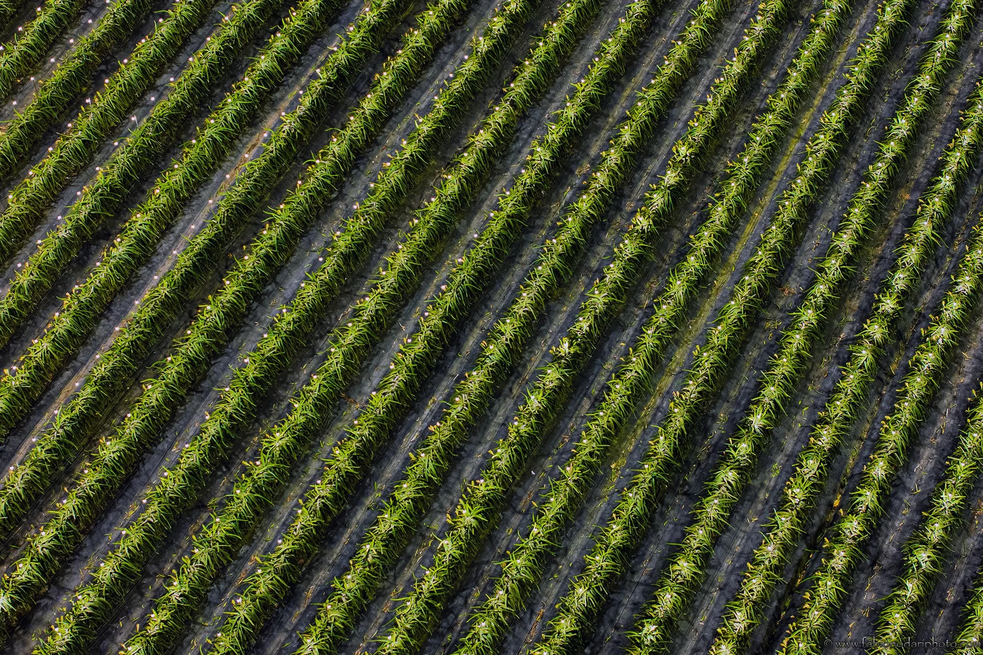 An aerial view of a large field with rows of green plants growing in black soil, arranged in neat parallel lines.