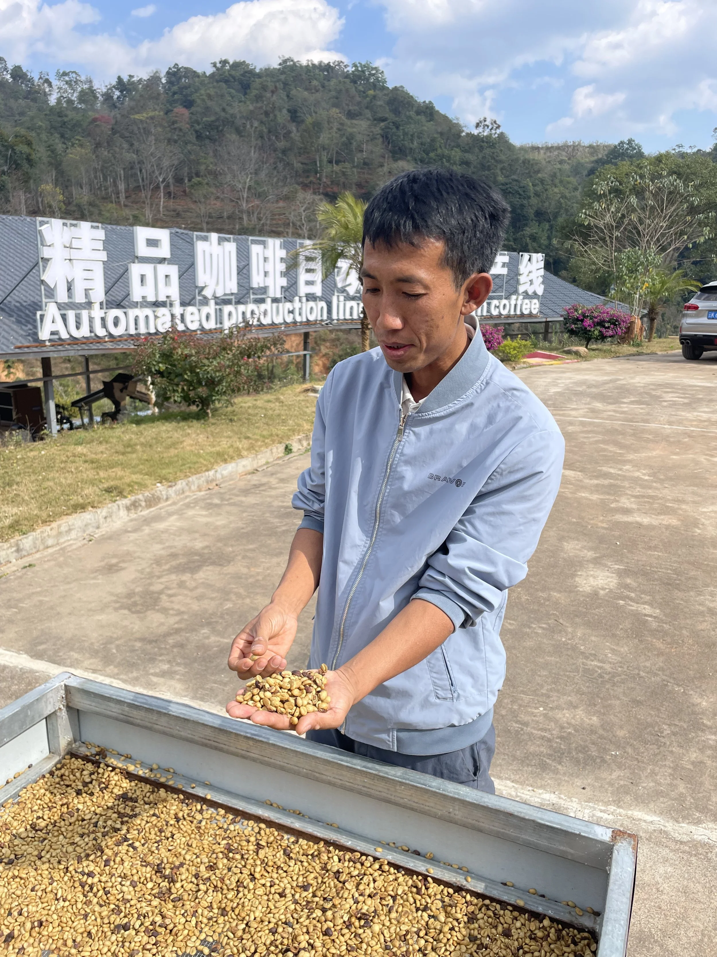 A man holding yellow coffee beans outdoors near a sign that reads 'Automated production line for coffee'.