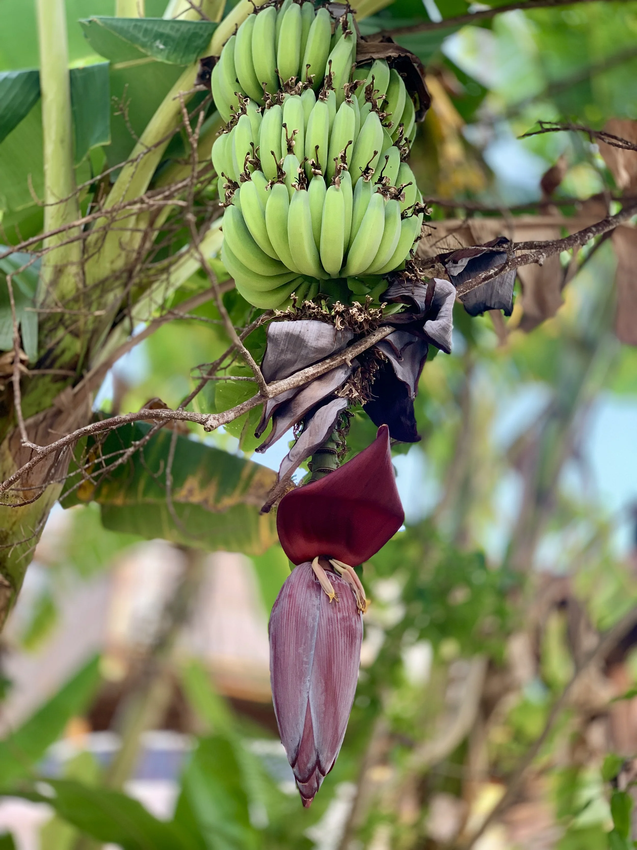 Close-up of a banana plant with a cluster of green bananas and a dark purple banana flower hanging below.