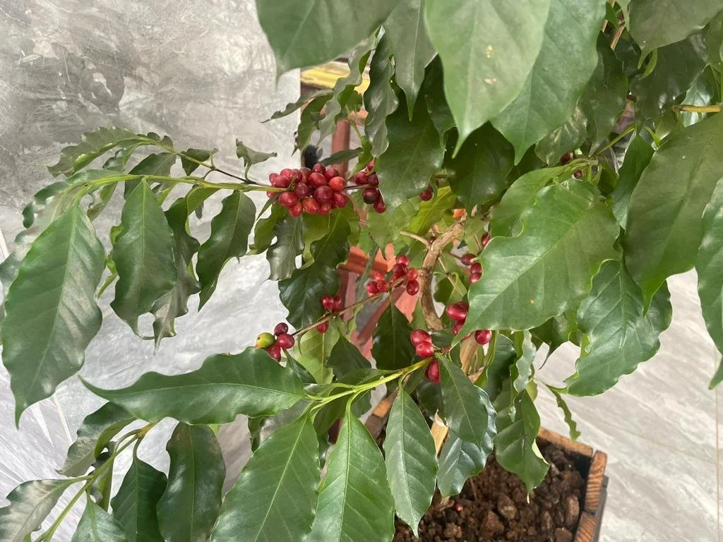 Potted holly plant with green, glossy, spiky leaves and red berries.