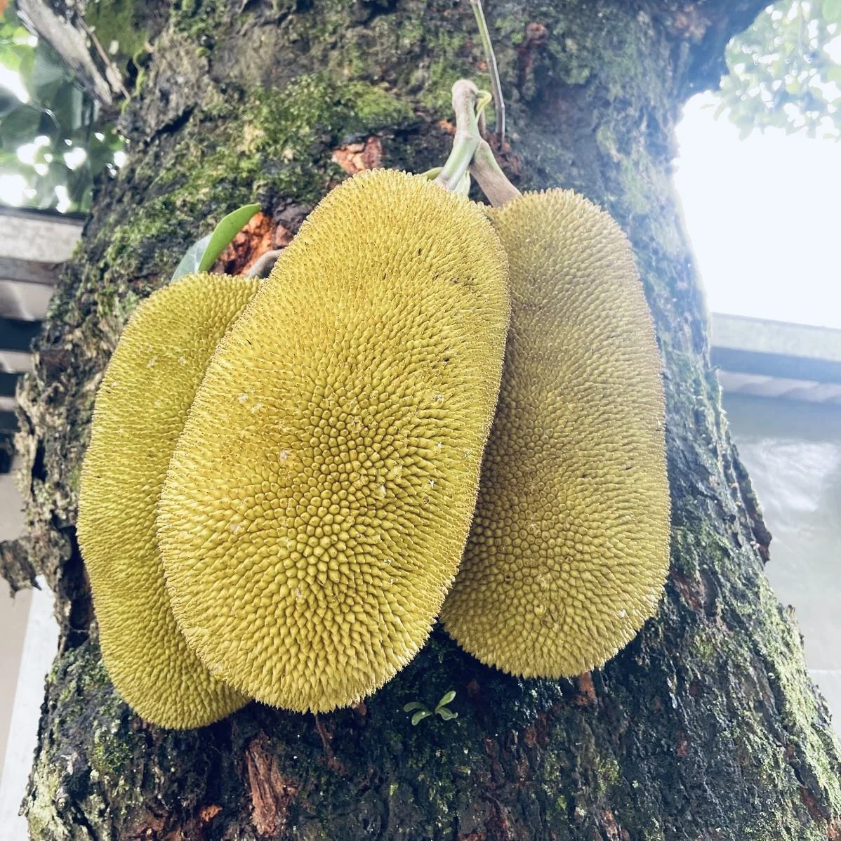 Three large, yellow, spiky jackfruit hanging from a tree trunk.