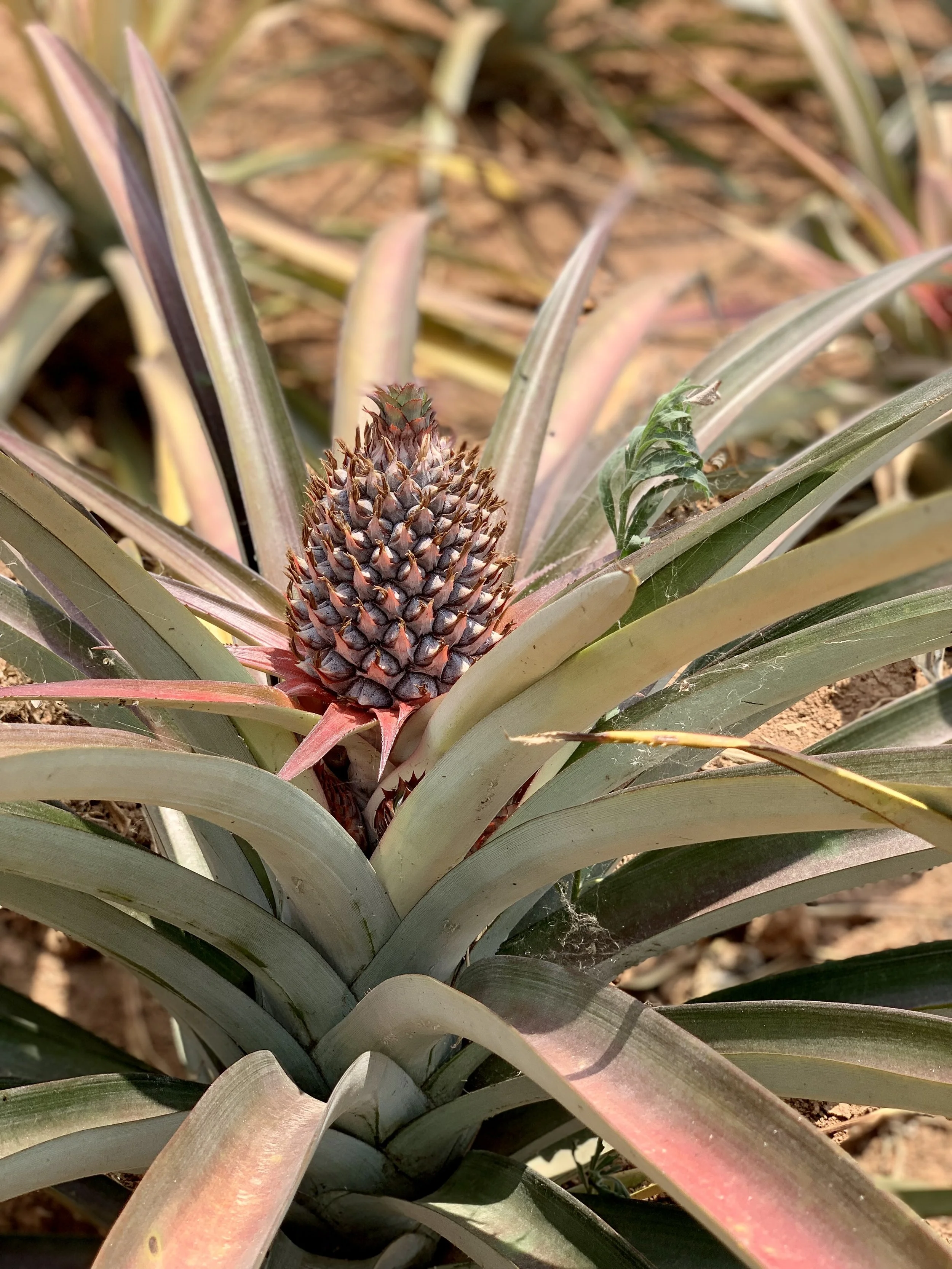 Young pineapple growing on a pineapple plant with long, spiky leaves.