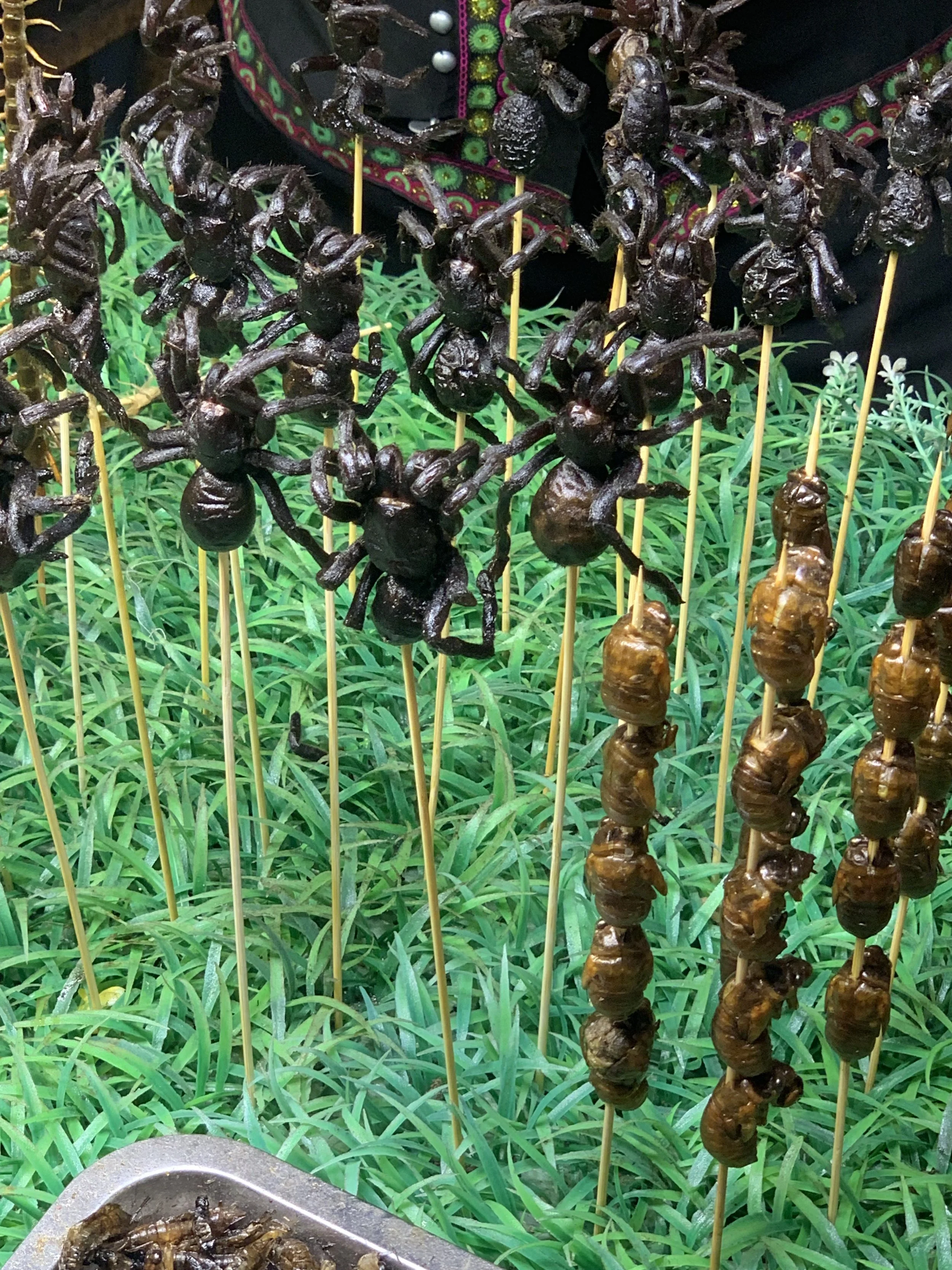 Skewers of scorpions and tarantulas on display with green grass and a plate of additional insects in the foreground.