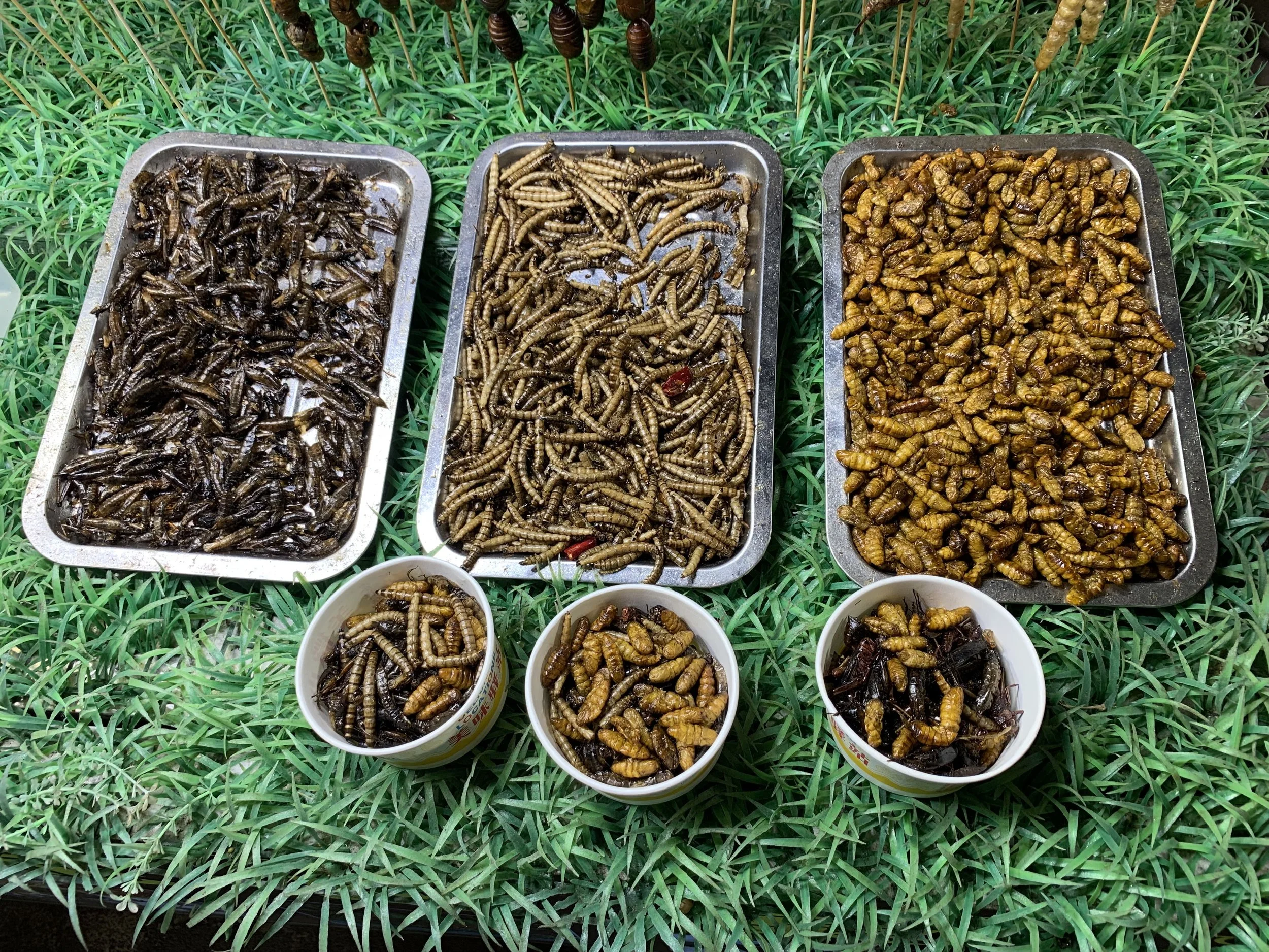 Three metal trays filled with roasted insects, arranged on green grass with larger insects in red and yellow containers in front.