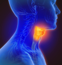 LE LARYNX ET LES CORDES VOCALES