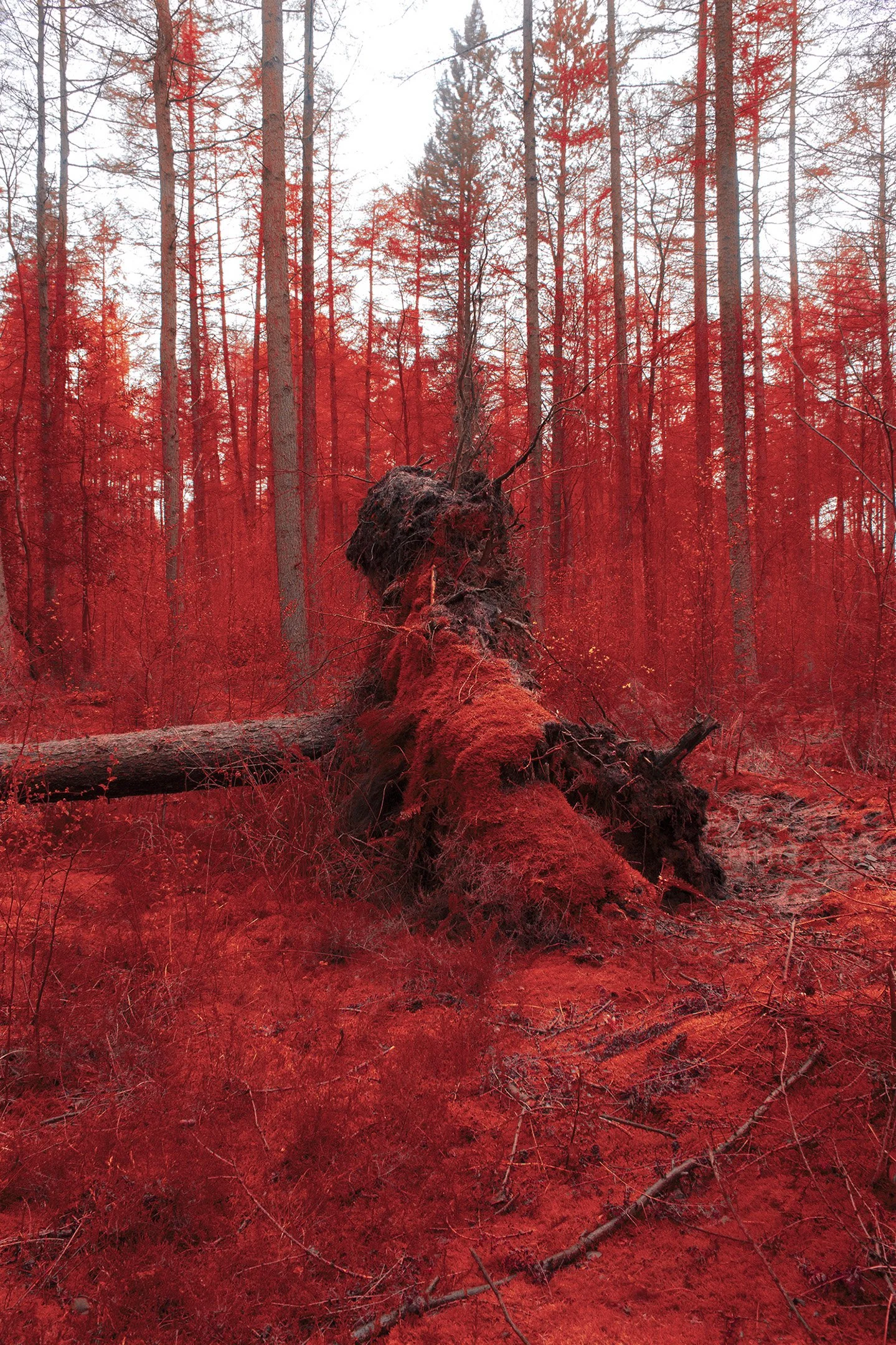 Aerochrome Forrest Tree.jpg